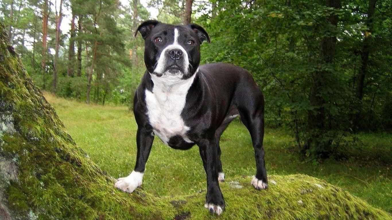 1366x768 American Pitbull Dog Wallpaper