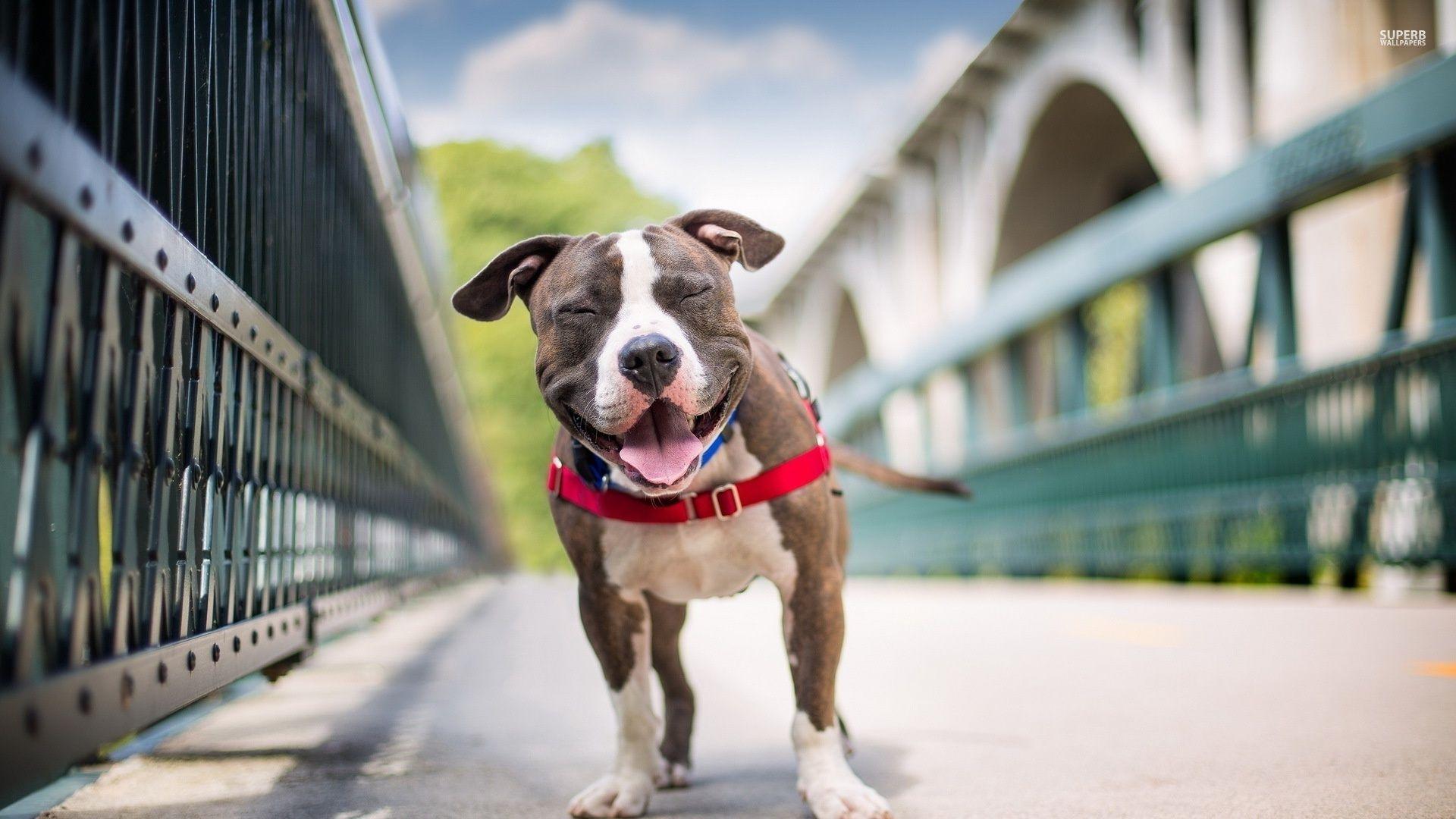 1920x1080 Download Free Pitbull Wallpaper HD