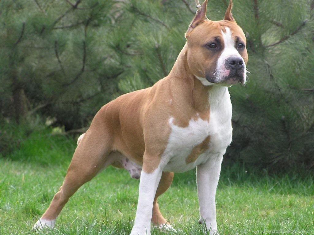1024x768 American Pitbull Dogs Wallpaper Desktop Background