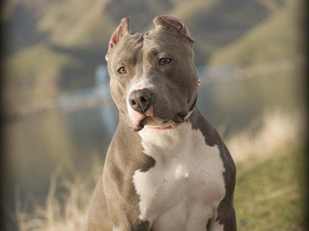 1024x768 Pitbull Terrier Wallpaper Desktop Background