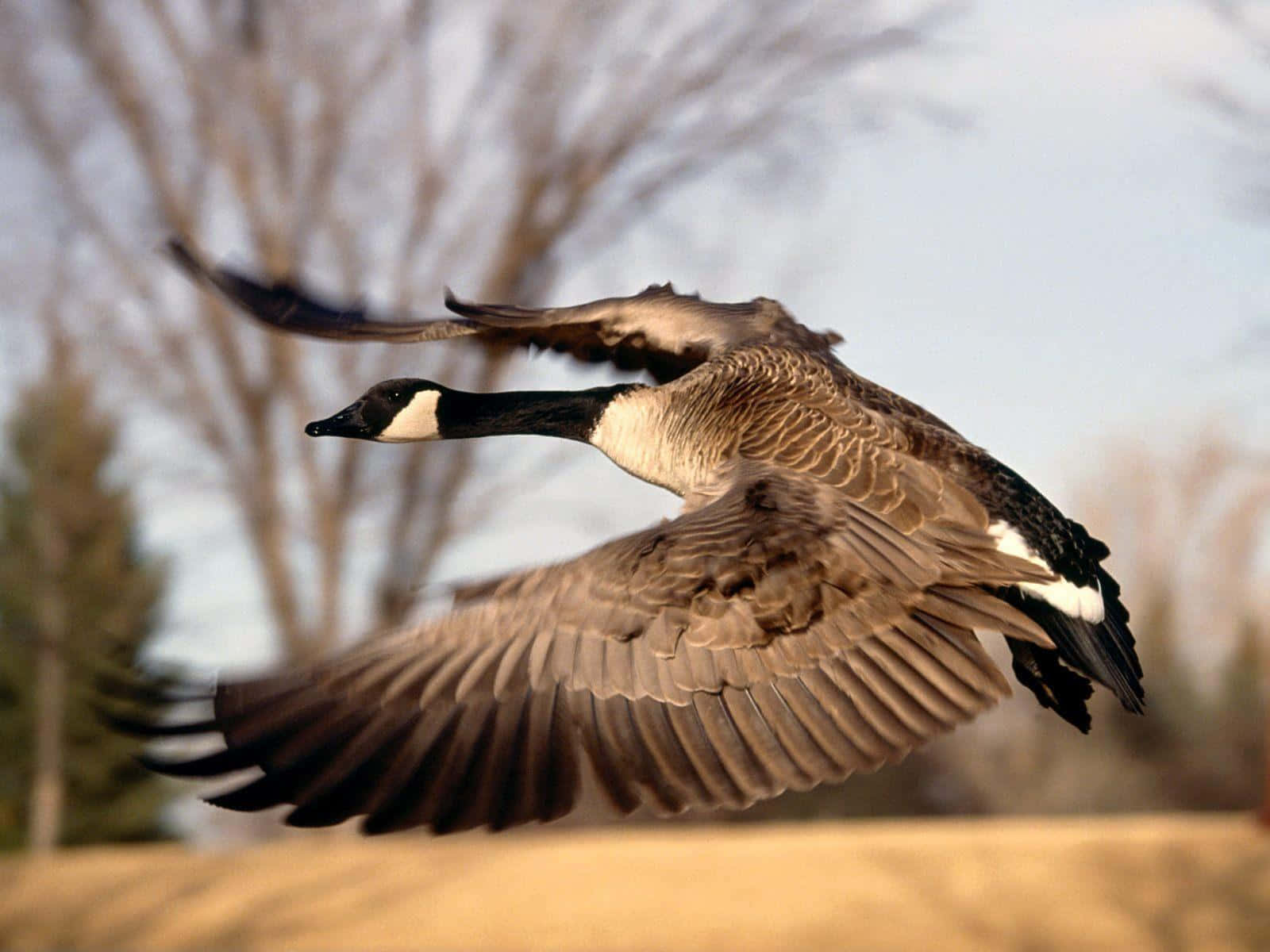 1600x1200 Download Goose Picture