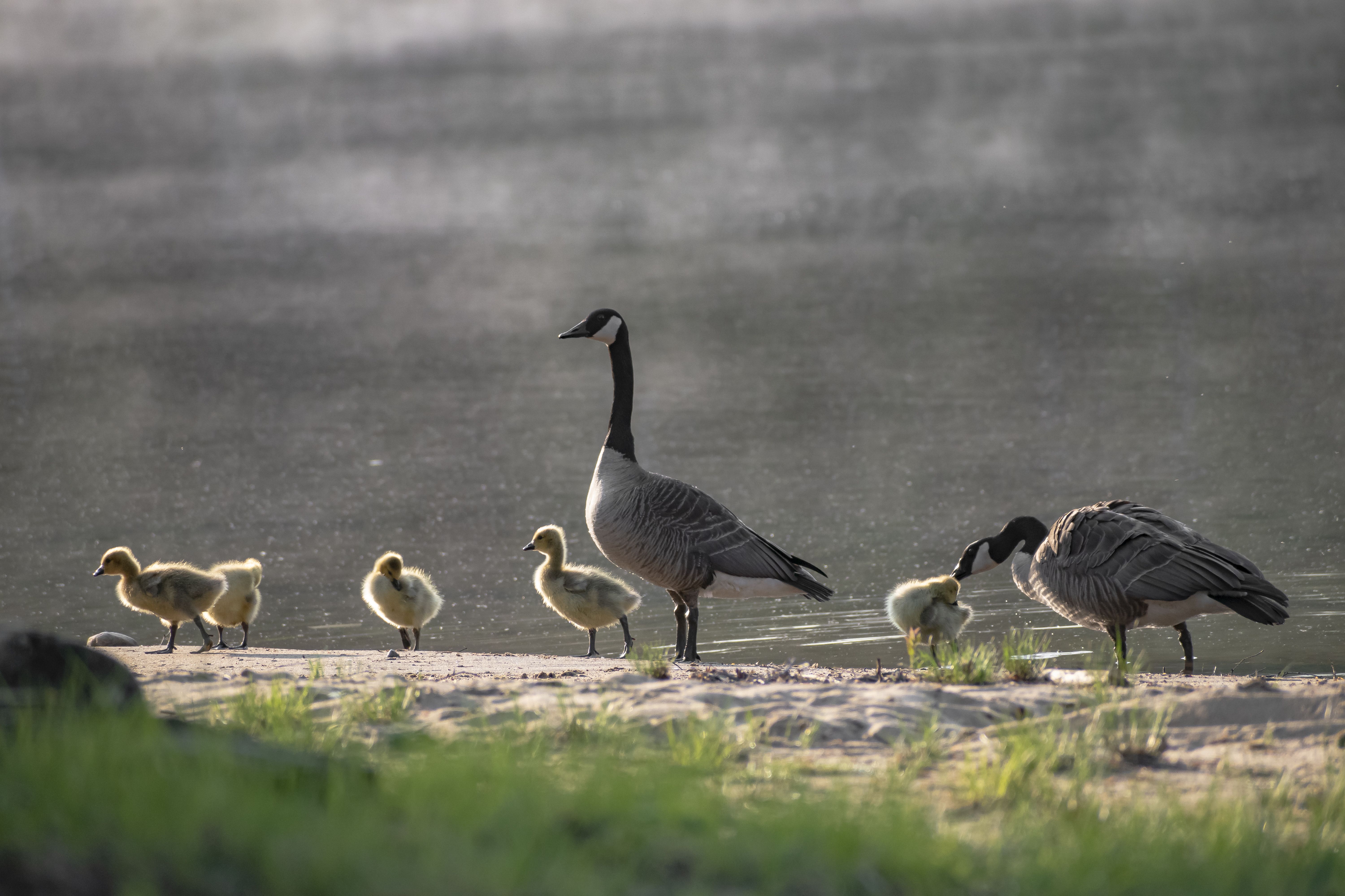 6000x4000 Canada Goose Family in Huntsville
