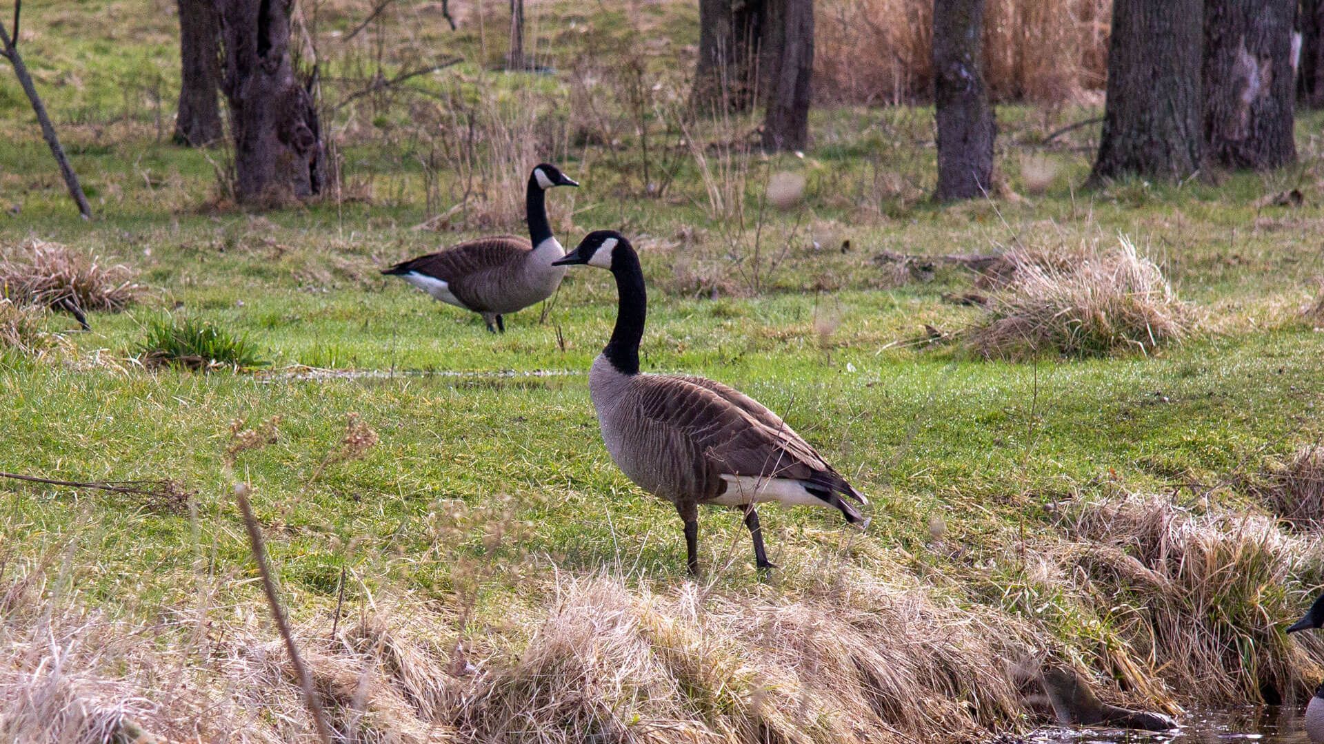 Canada Goose Wallpapers - Top Free Canada Goose Backgrounds
