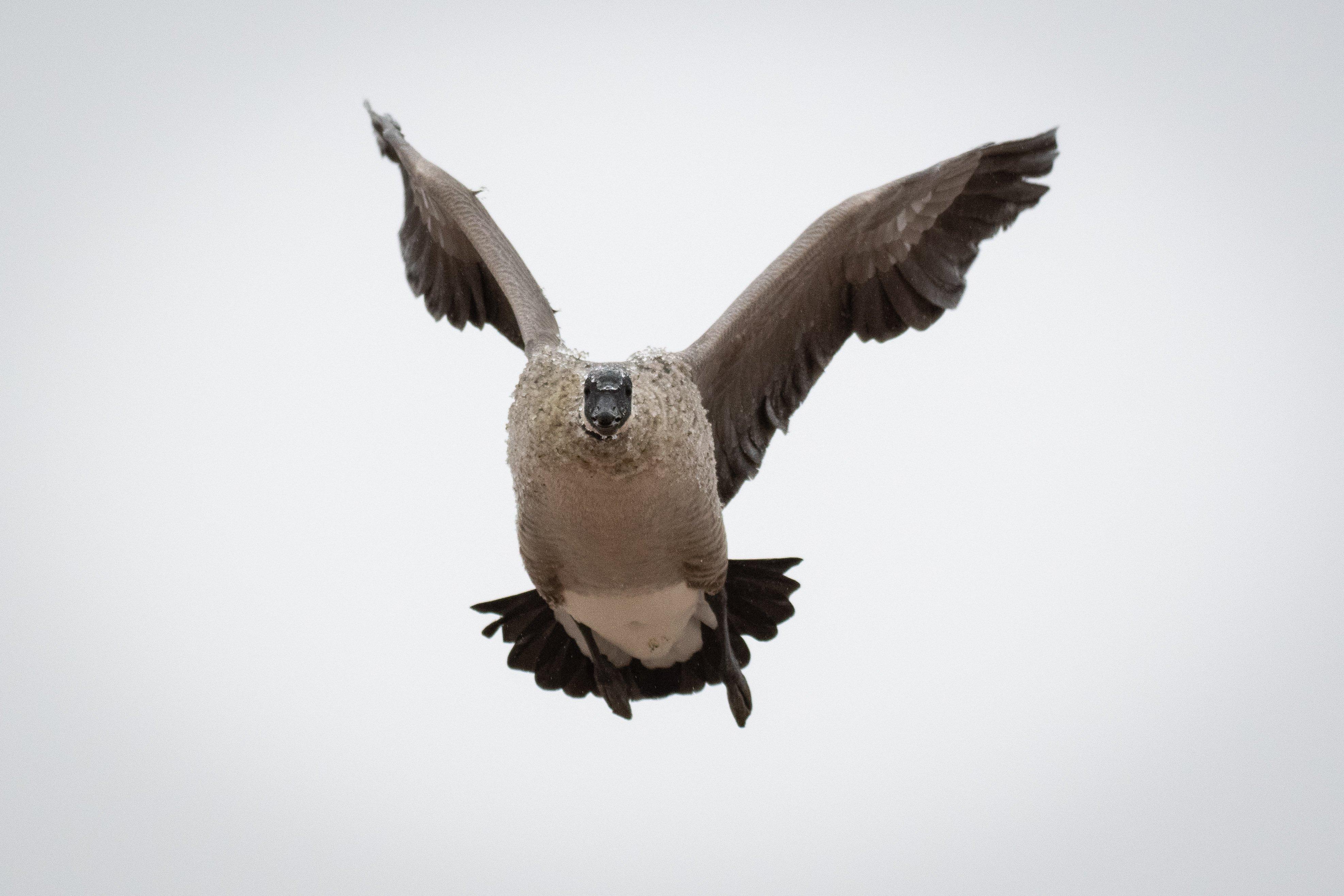 Canada Goose Wallpapers - Top Free Canada Goose Backgrounds