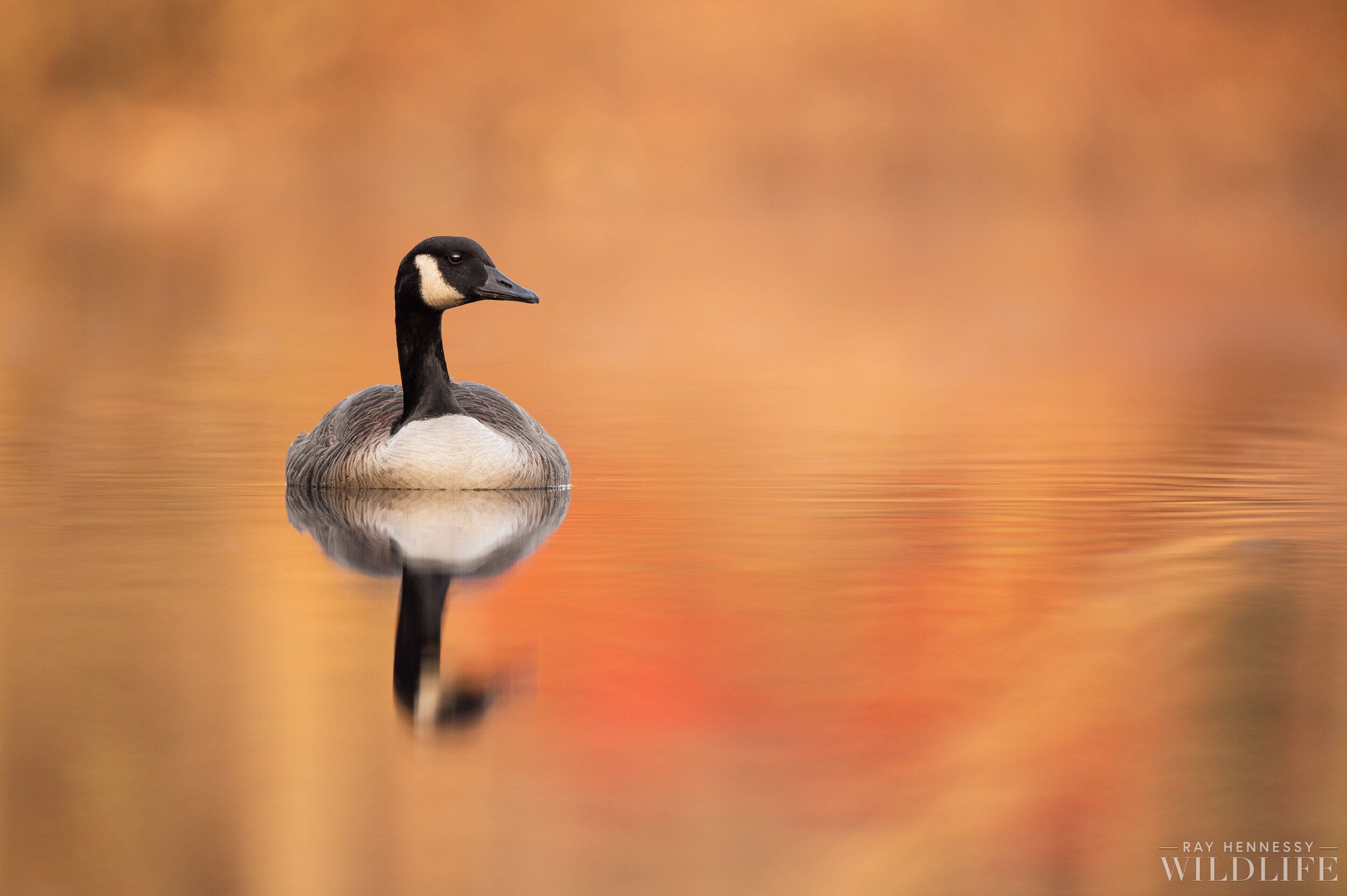 Canada Goose Wallpapers - Top Free Canada Goose Backgrounds
