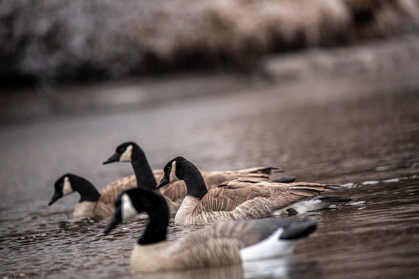 1400x933 Full Size Goose Floater Canada
