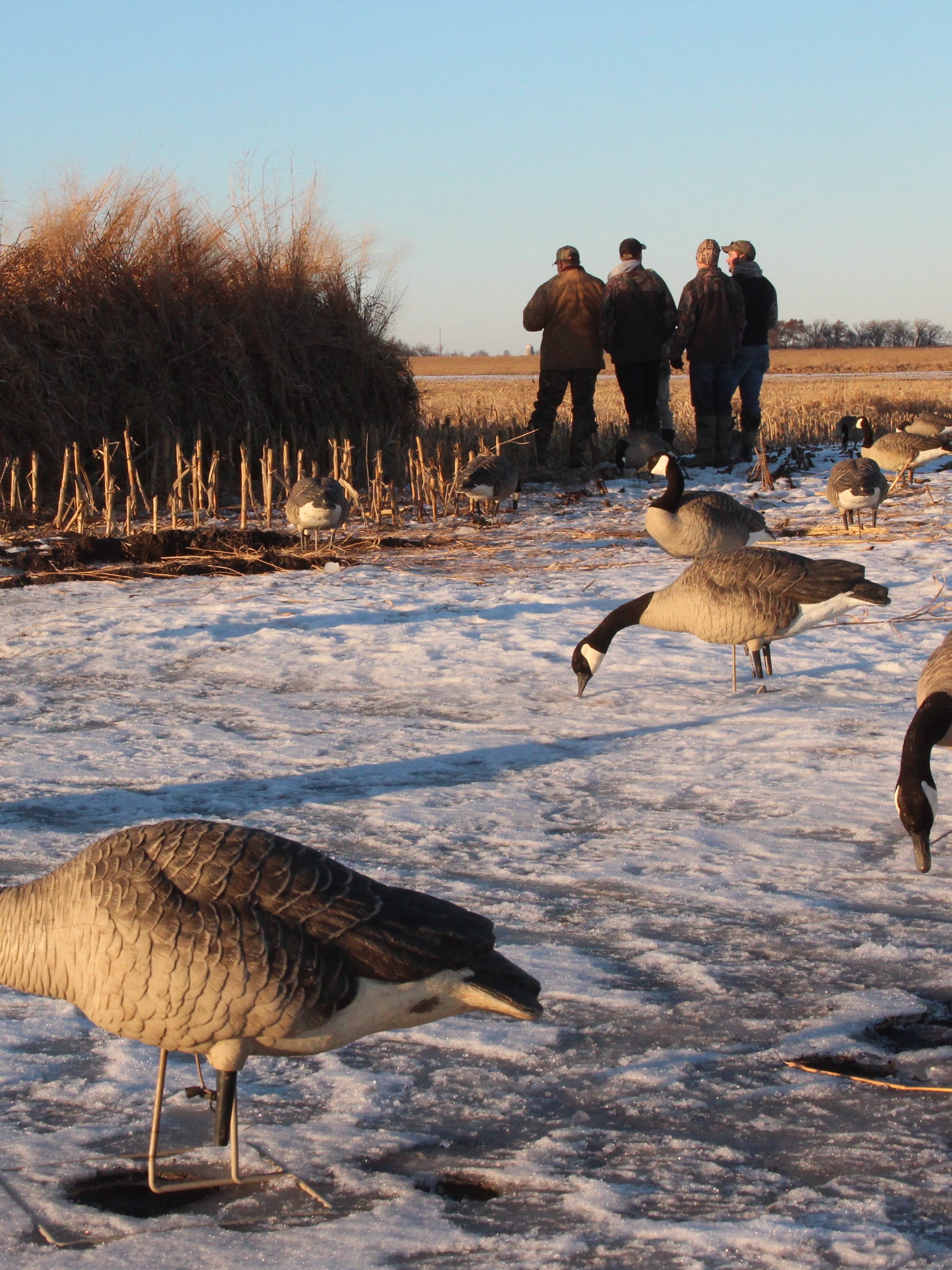 Canada Goose Wallpapers - Top Free Canada Goose Backgrounds