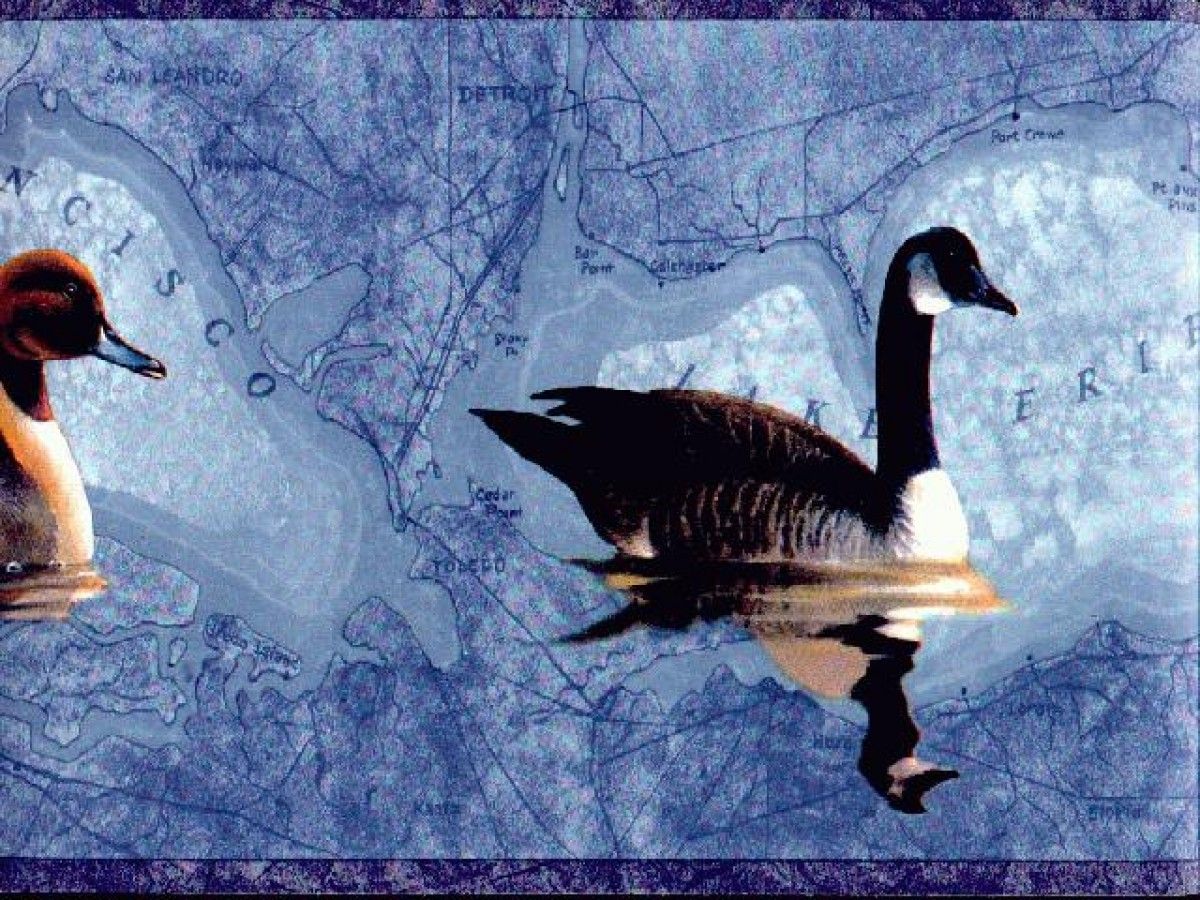 Canada Goose Wallpapers - Top Free Canada Goose Backgrounds