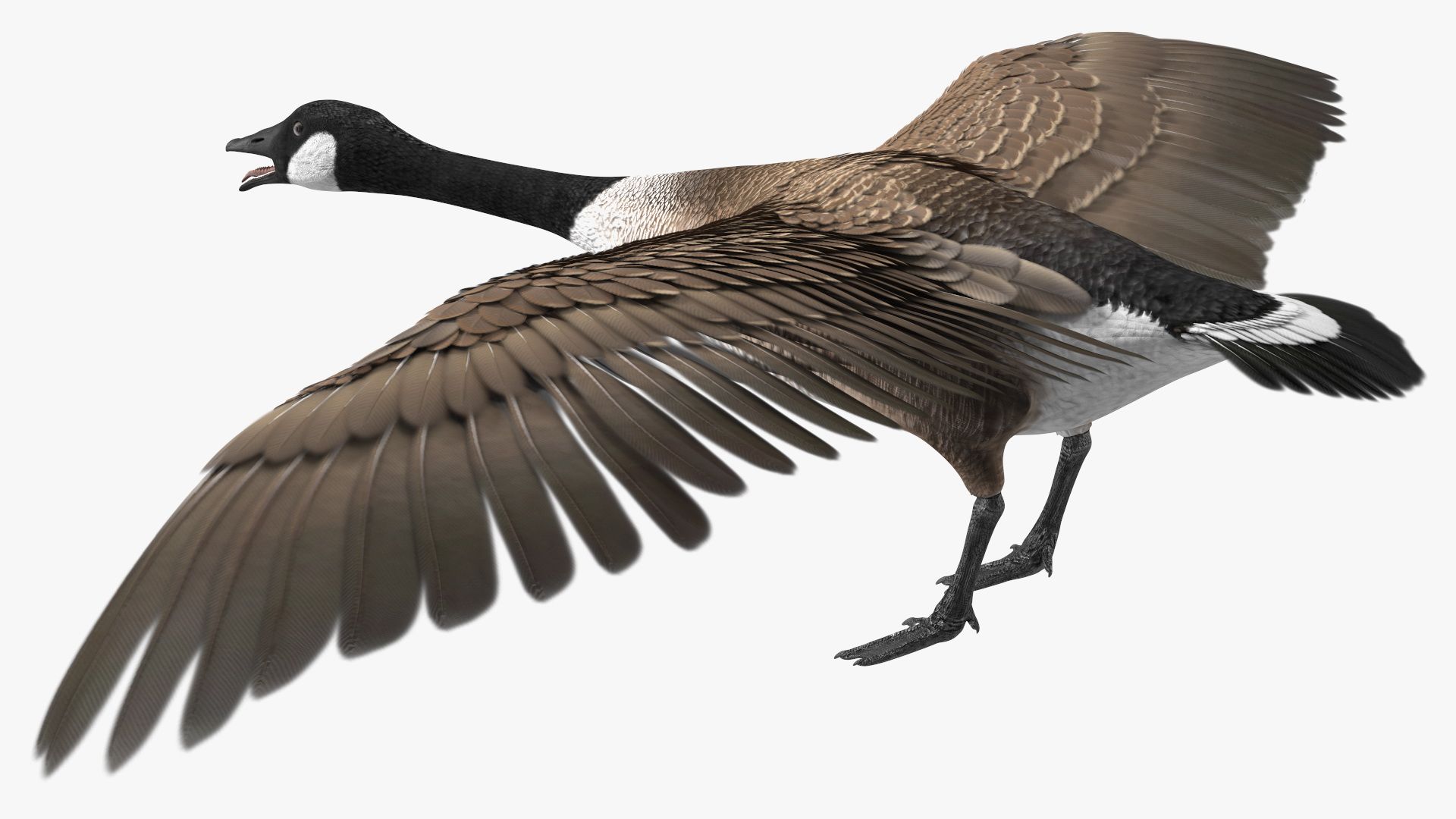 1920x1080 Canada Goose Rigged 3D Model $149 - .max
