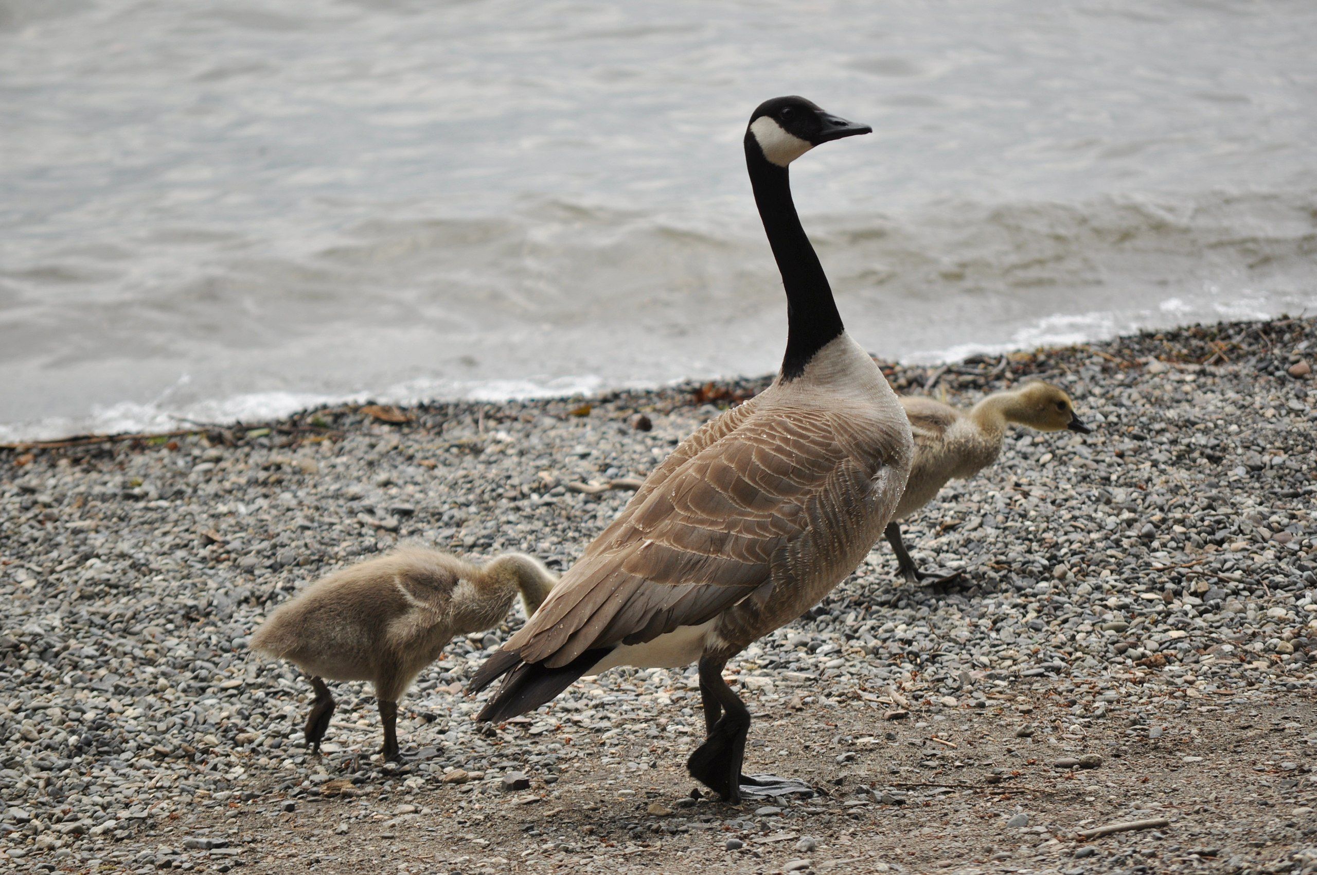 2560x1700 Canada Goose (Branta canadensis) with