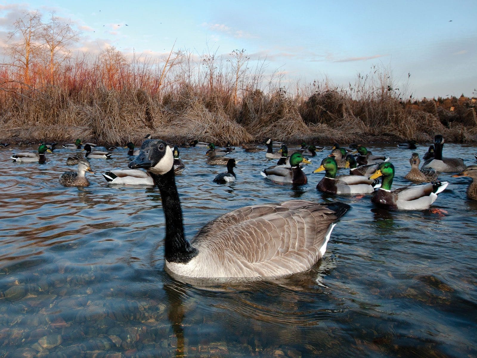 1600x1200 Canada goose