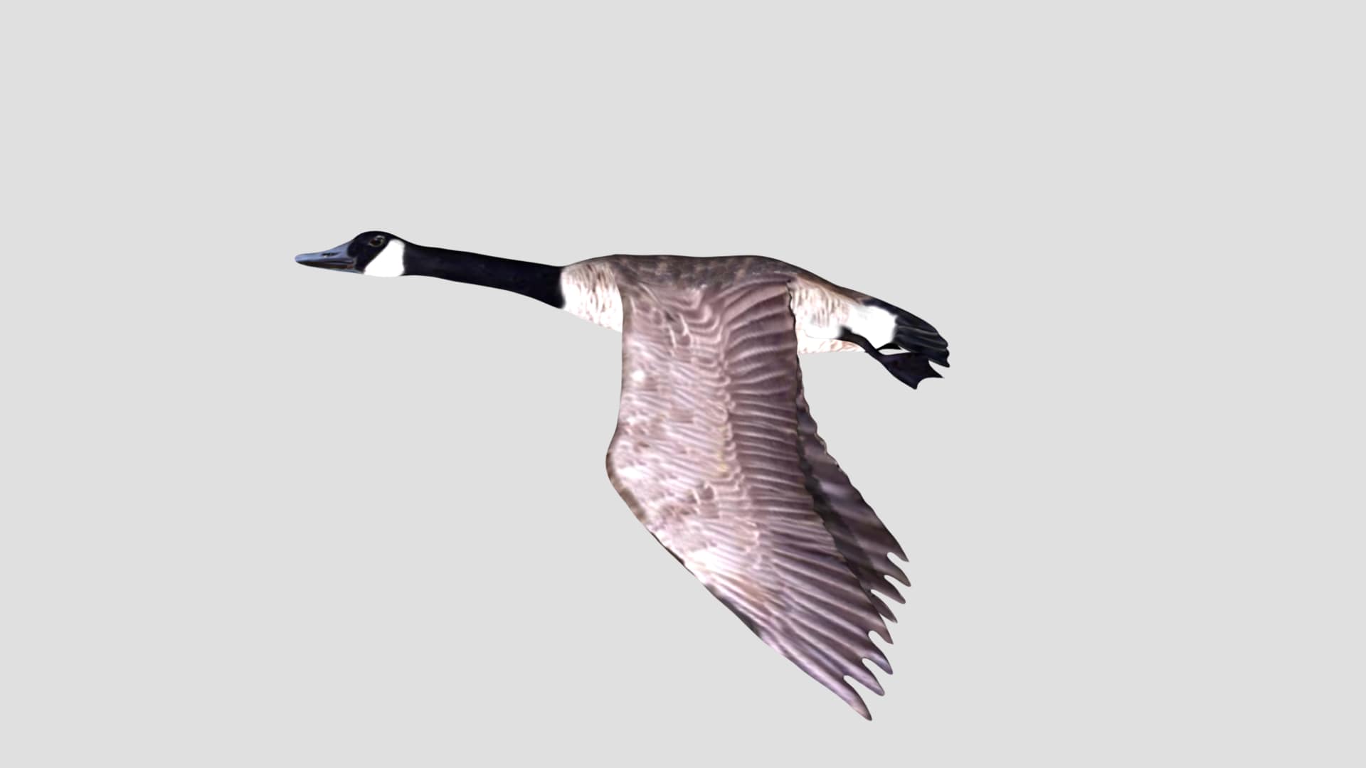 1920x1080 Canada goose 3D model rigged and low poly 3D Yard