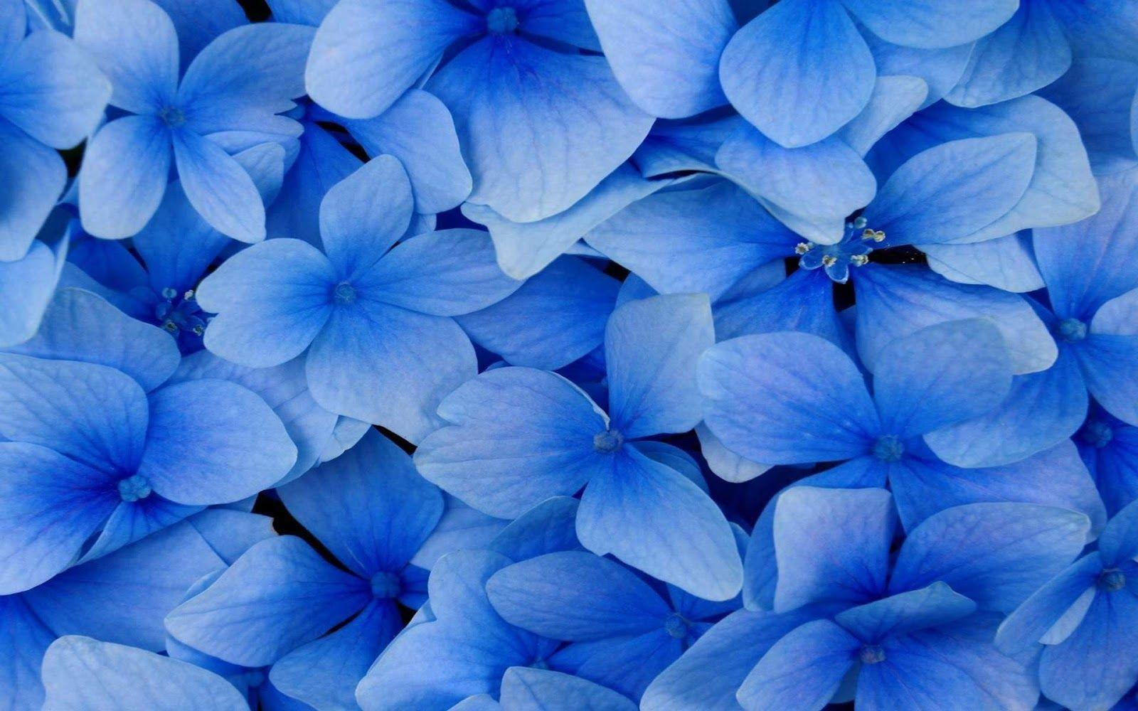 Blue Flower Wallpapers - Top Free Blue Flower Backgrounds - WallpaperAccess