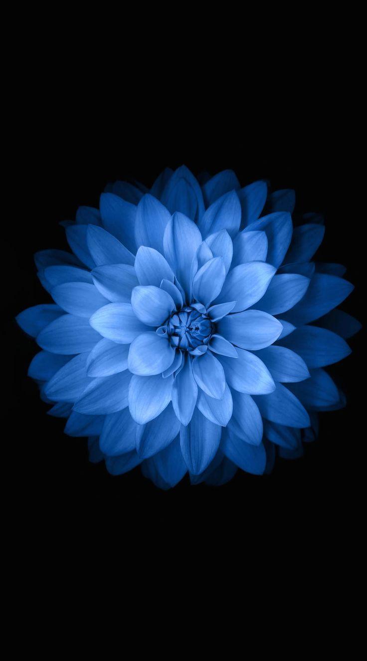 Blue flower Wallpaper 4K Chrysanthemum Blossom Close up 7046