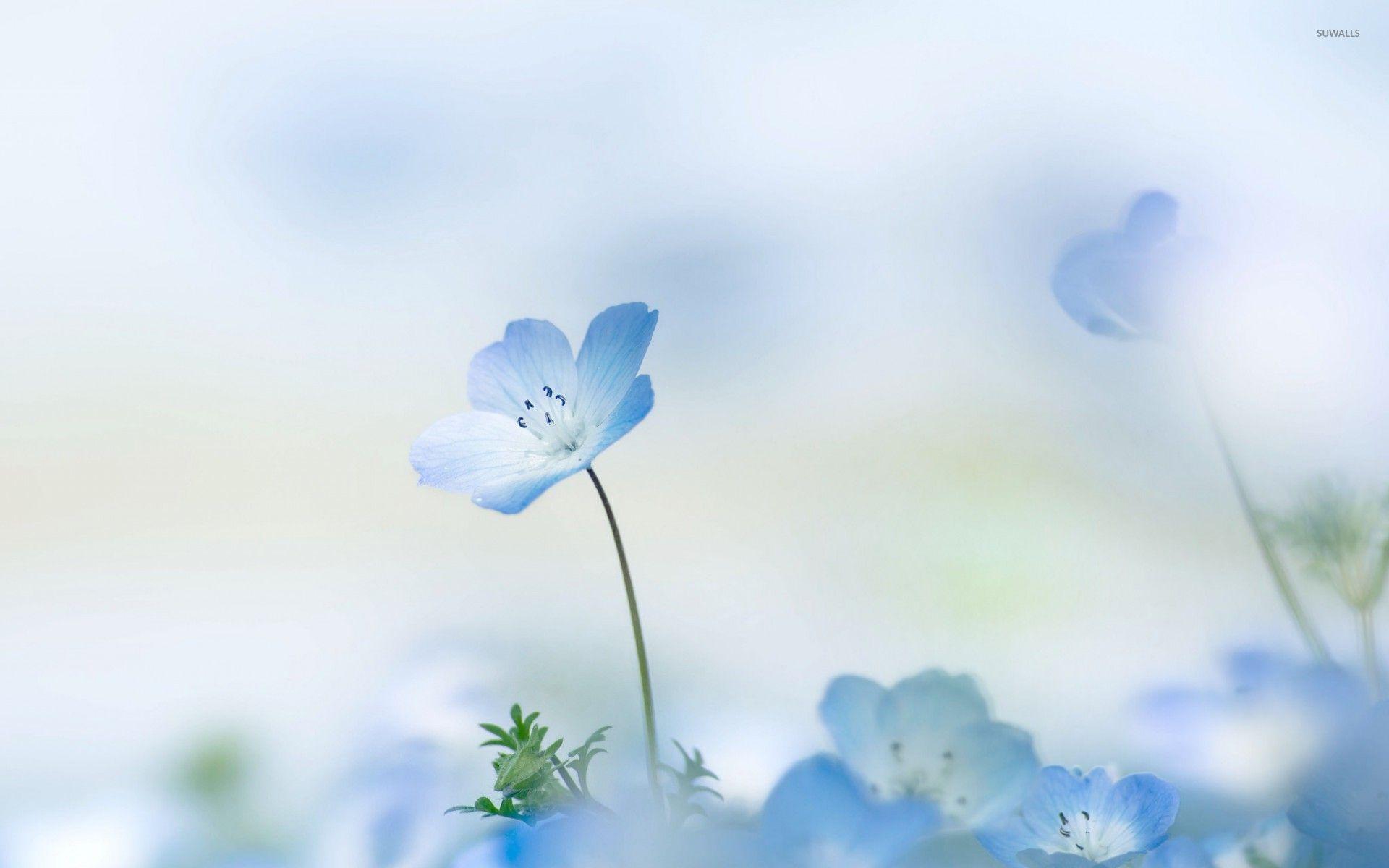 Blue And White Flower Wallpapers Top Free Blue And White Flower Backgrounds Wallpaperaccess