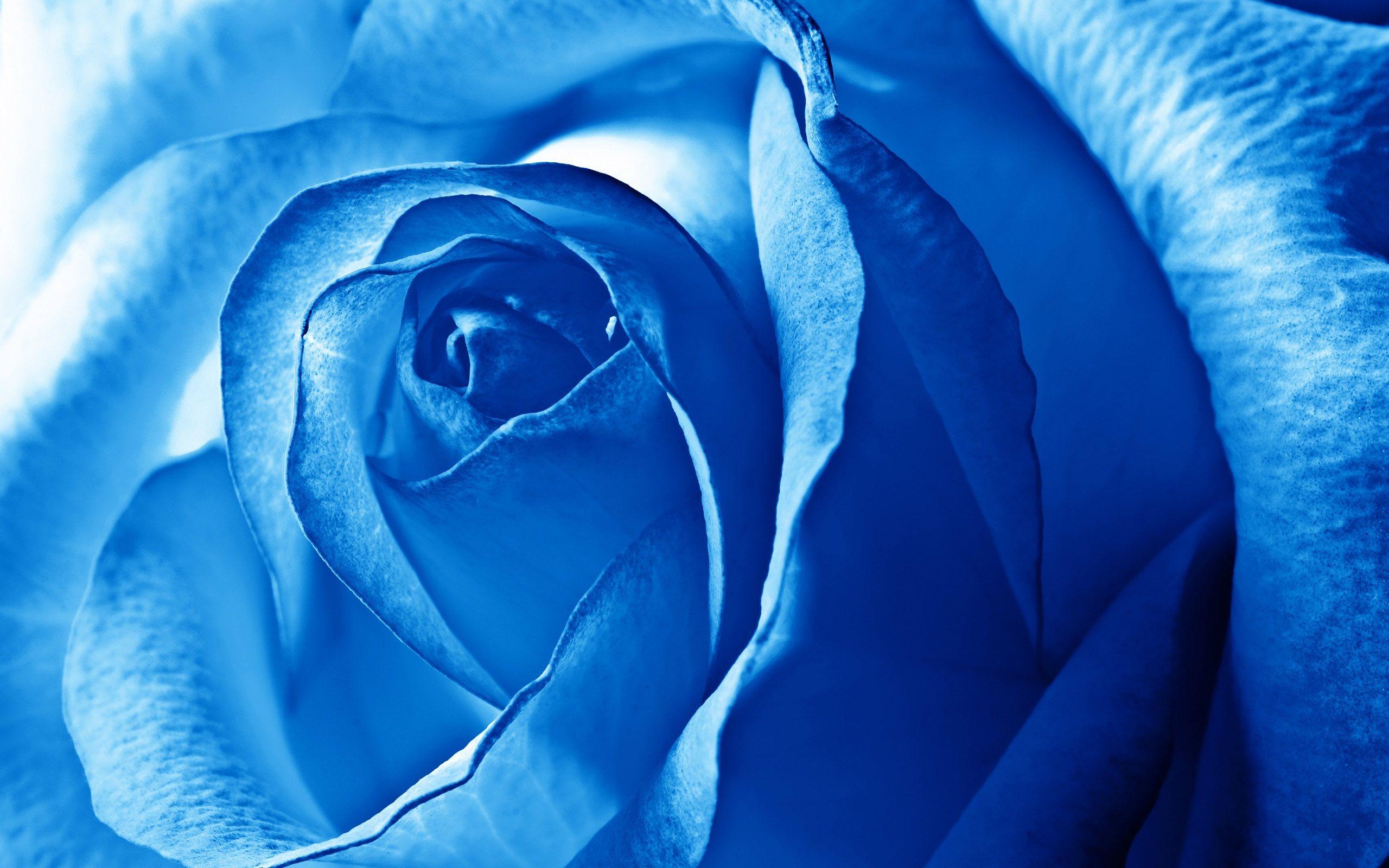 blue rose background hd