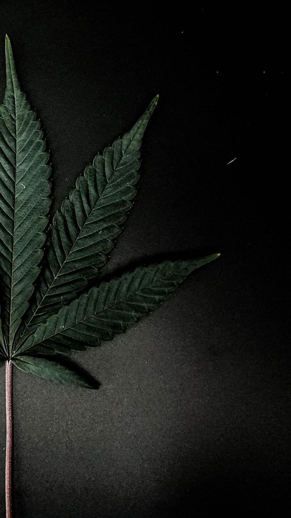 1000x1778 A large green leaf on a black background photo