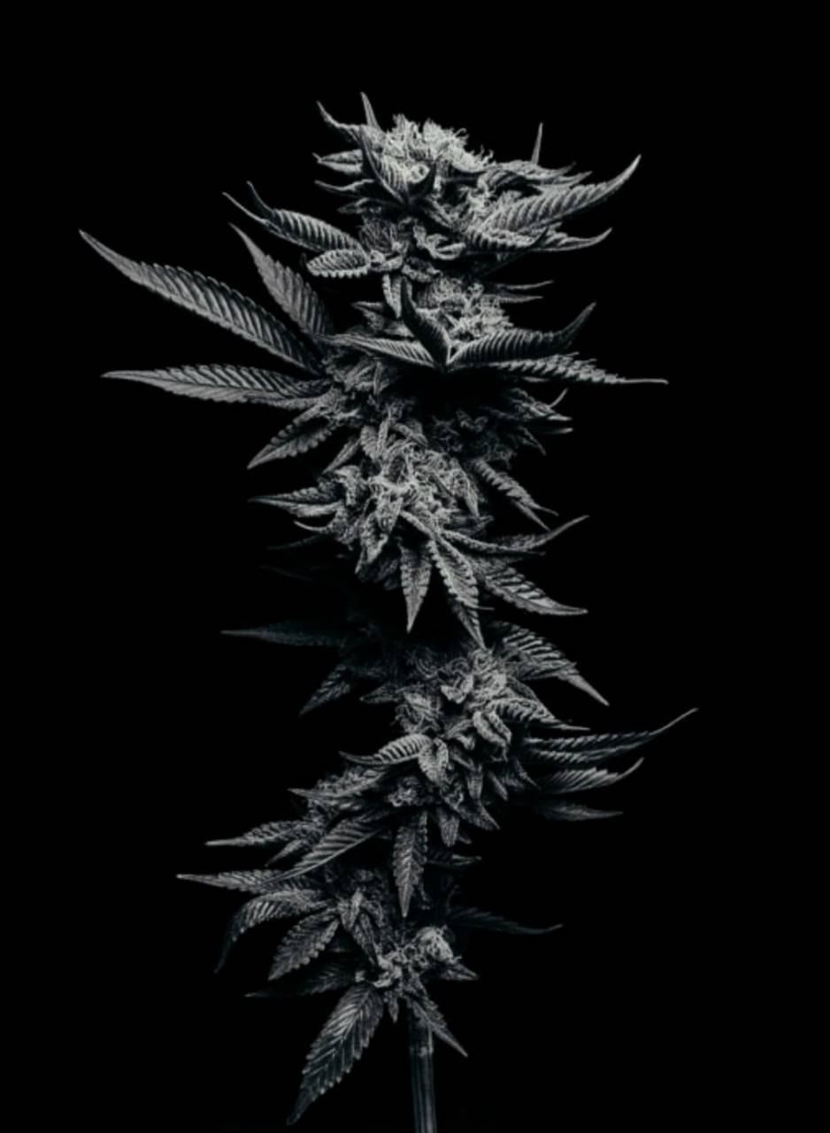 938x1280 Black Weed Wallpaper