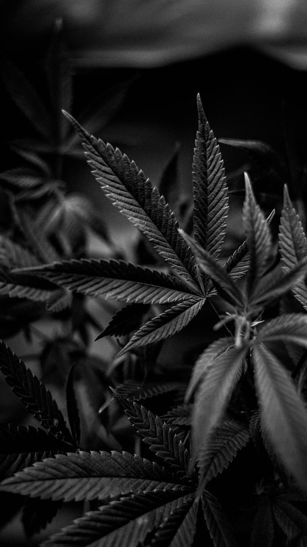 Black Weed Wallpapers Top Free Black Weed Backgrounds WallpaperAccess