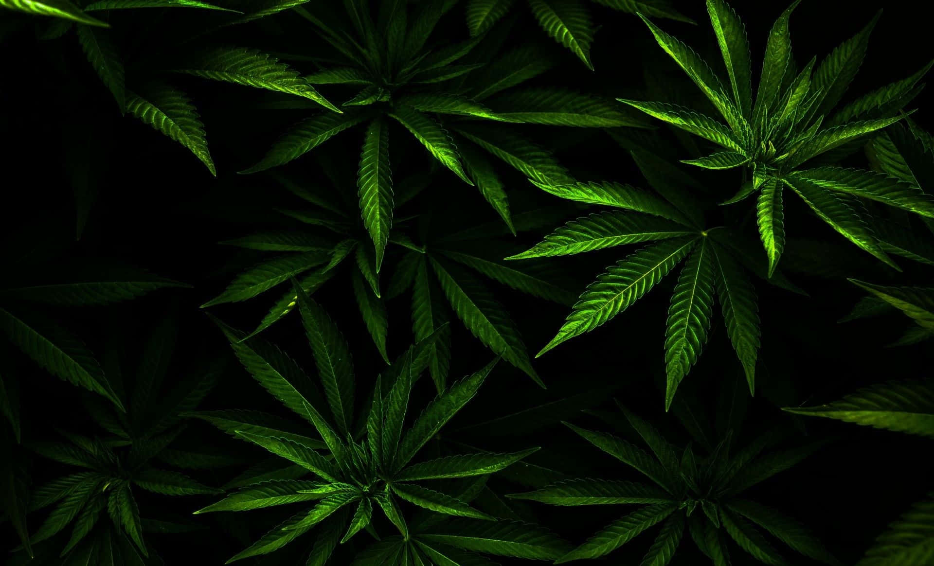 1920x1164 Marijuana Background