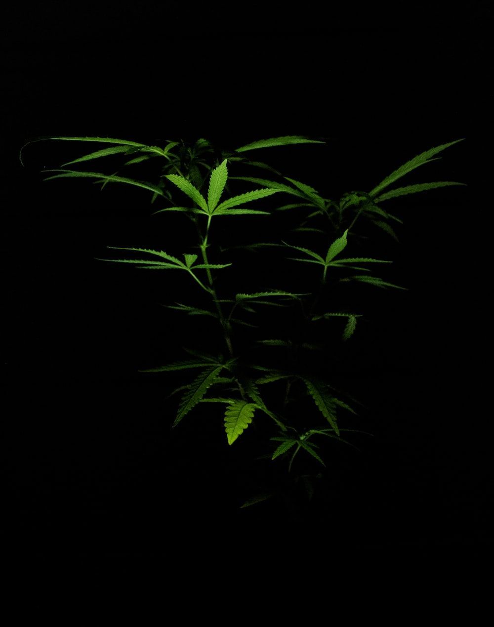 1000x1269 Green plant in black background photo