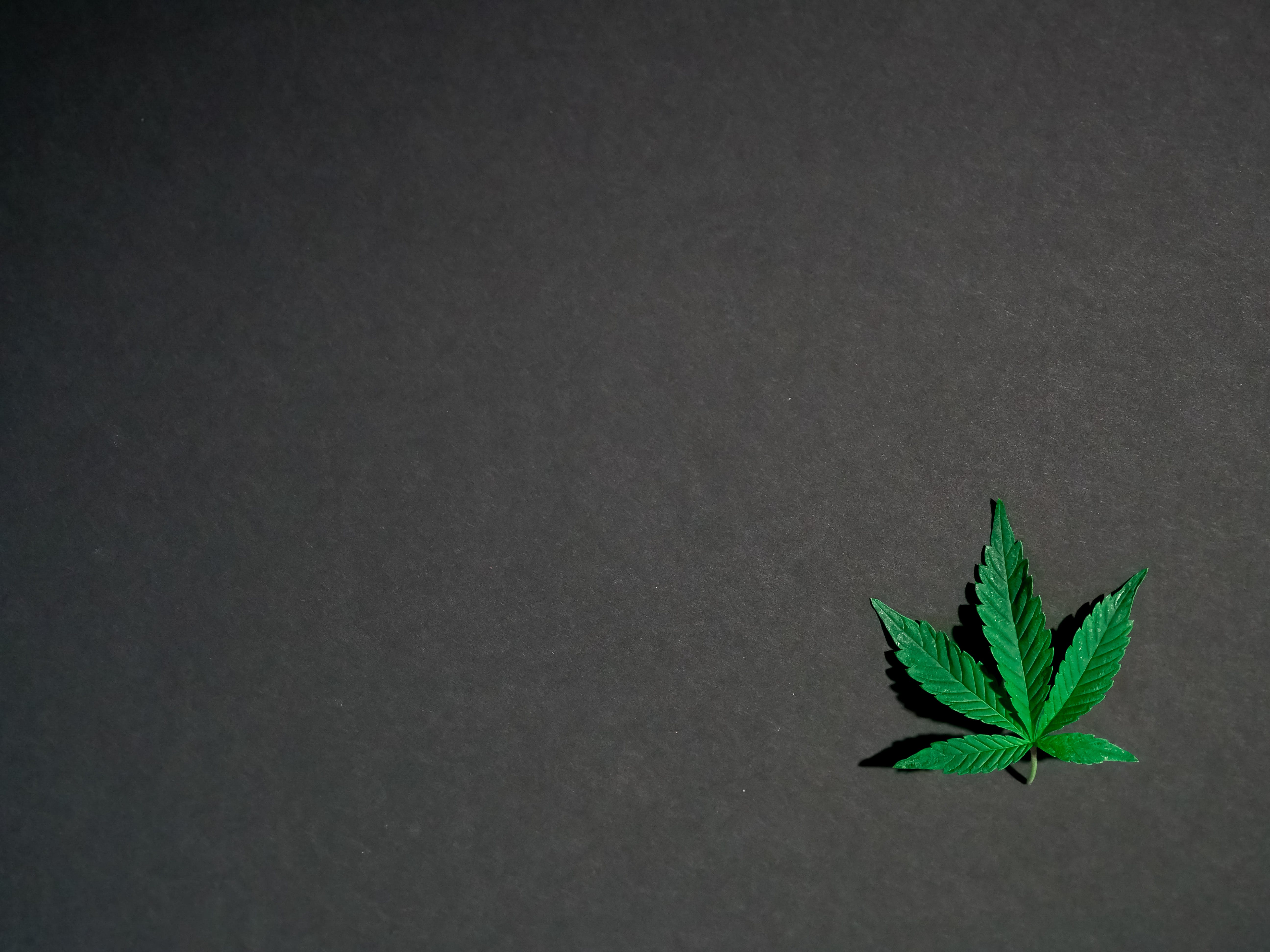 5184x3888 Photo of Cannabis Leaves on Dark Background · Free