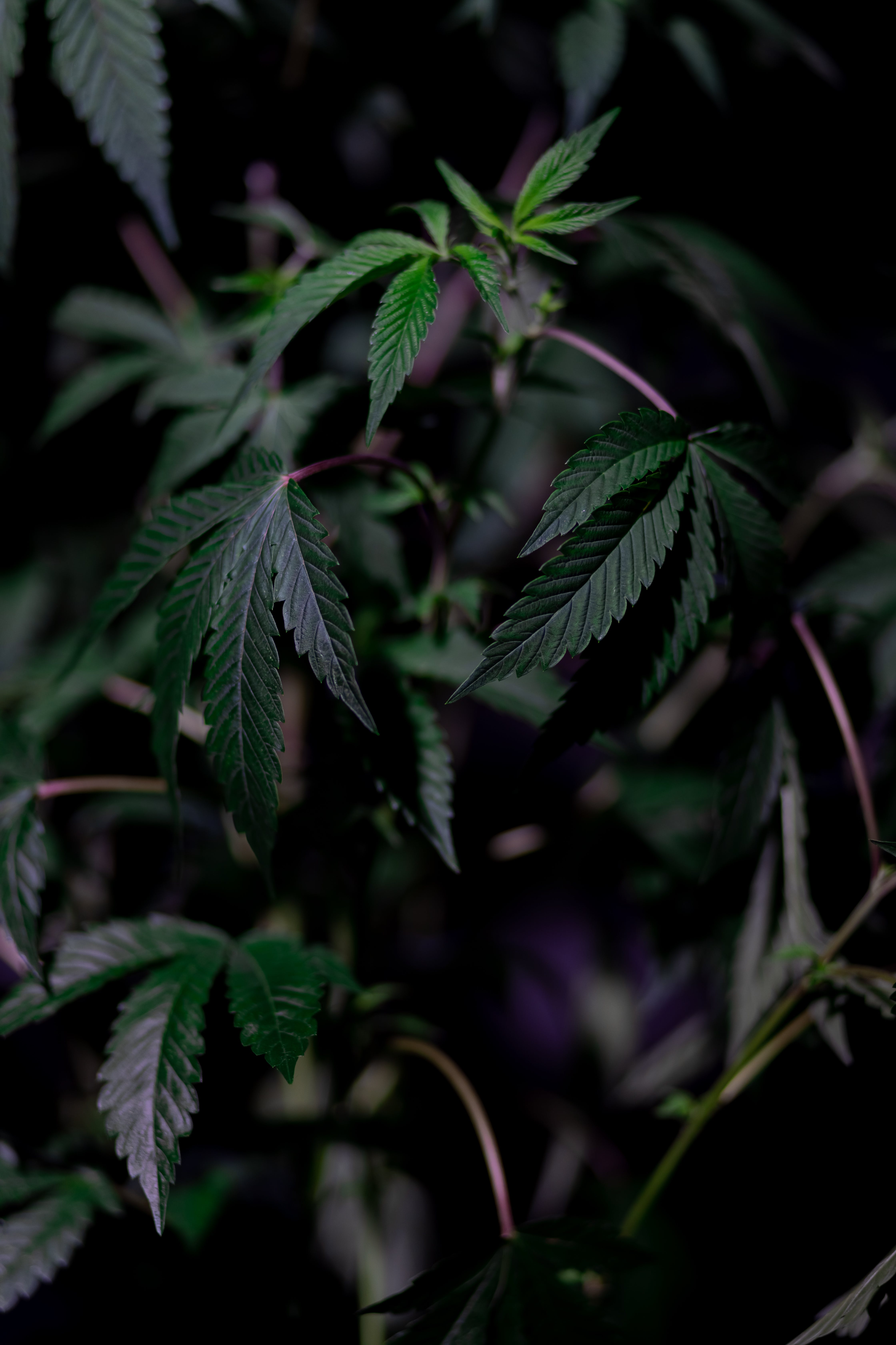 4480x6720 Photo of Marijuana on Dark Background · Free