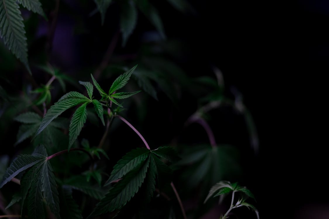 1125x750 Photo of Cannabis Plant on Dark Background · Free