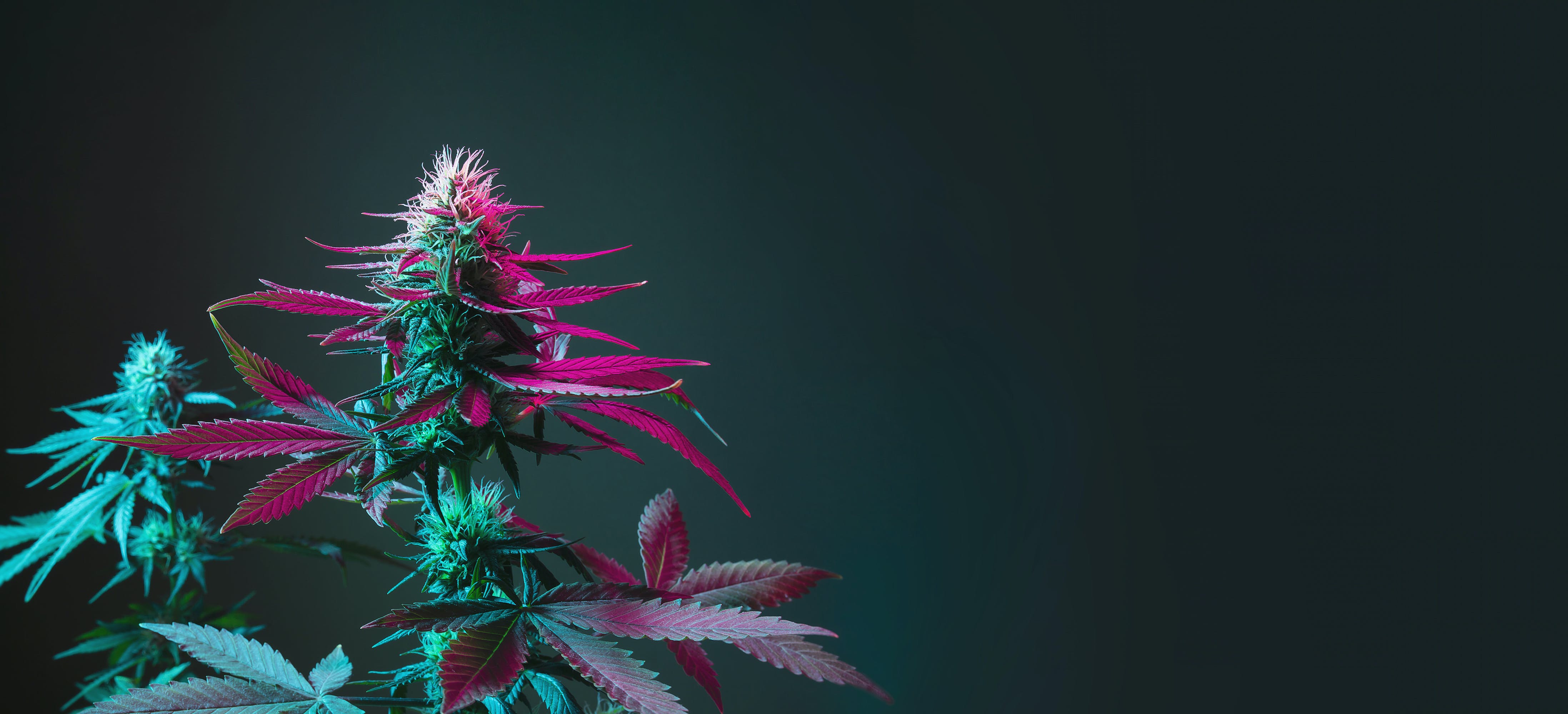 4391x2000 Black Cannabis Leaders You Should Be Following