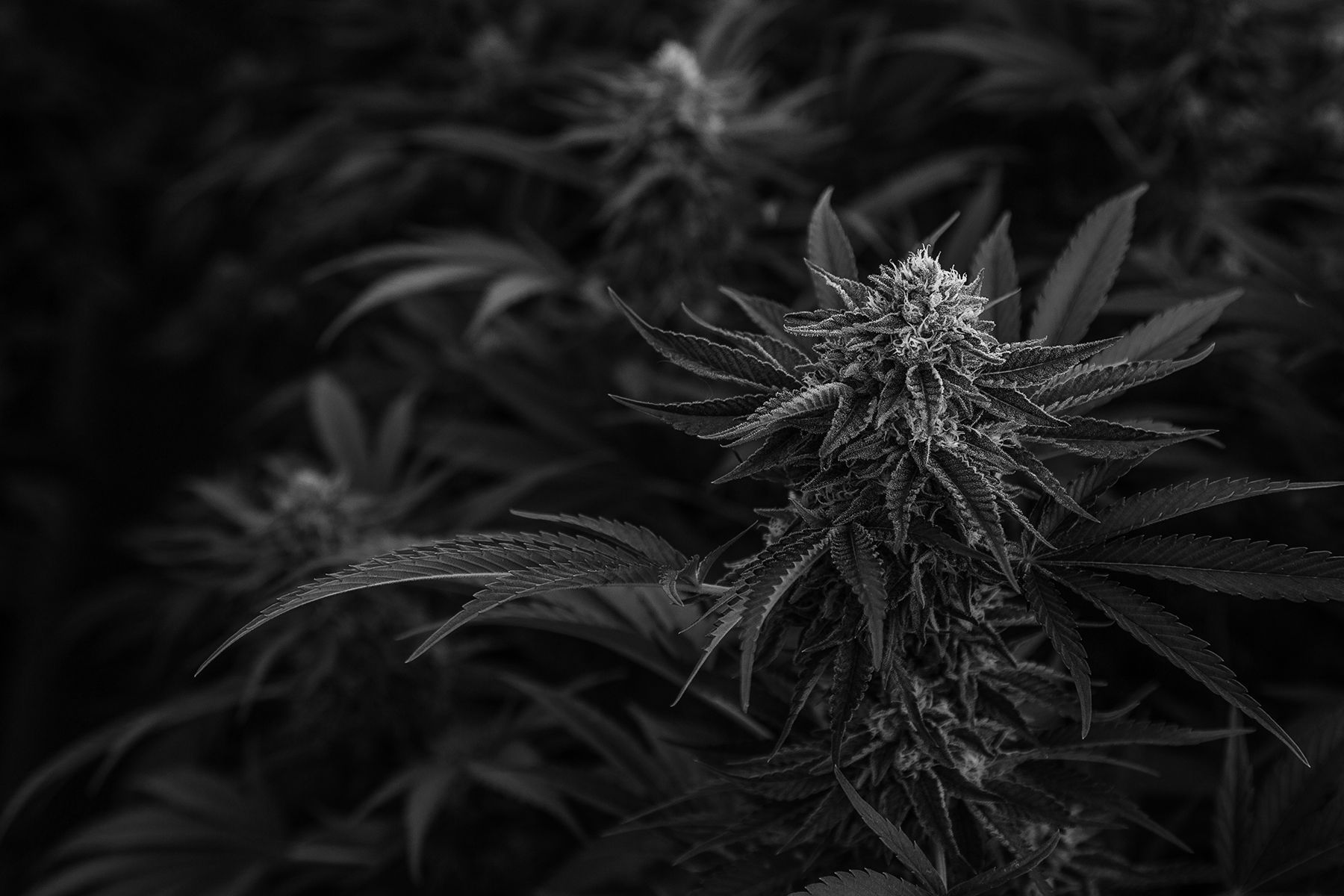1800x1200 My 12 Predictions For The U.S. Cannabis Industry In 2022 2023