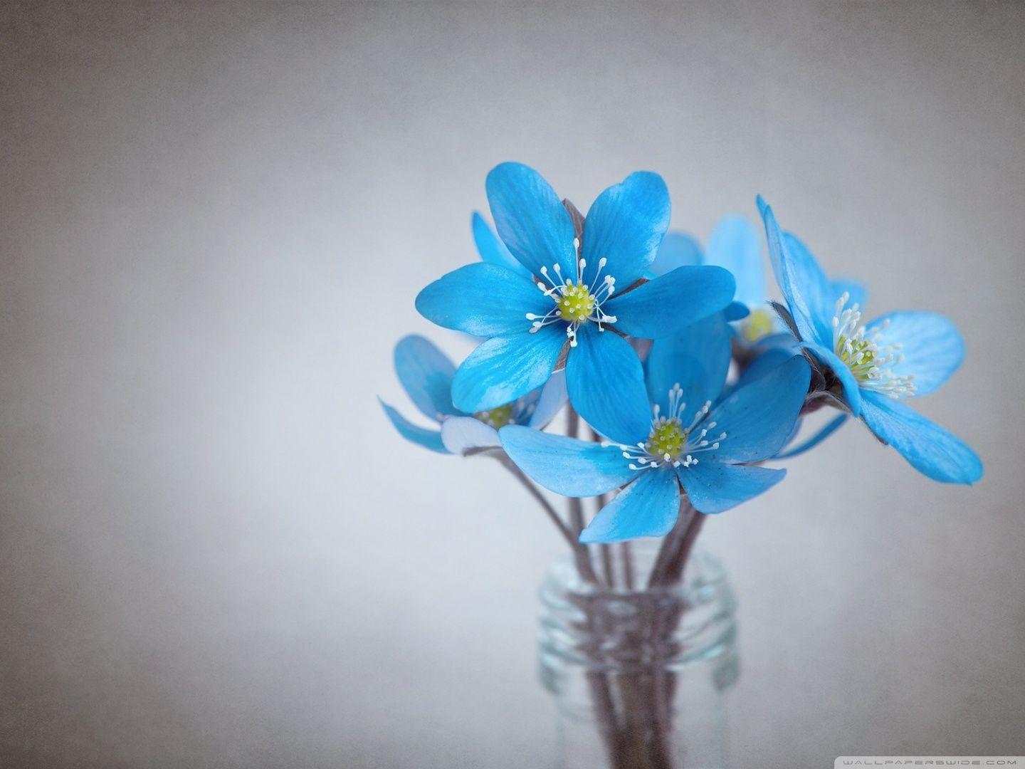 Blue Flower Wallpapers Top Free Blue Flower Backgrounds Wallpaperaccess