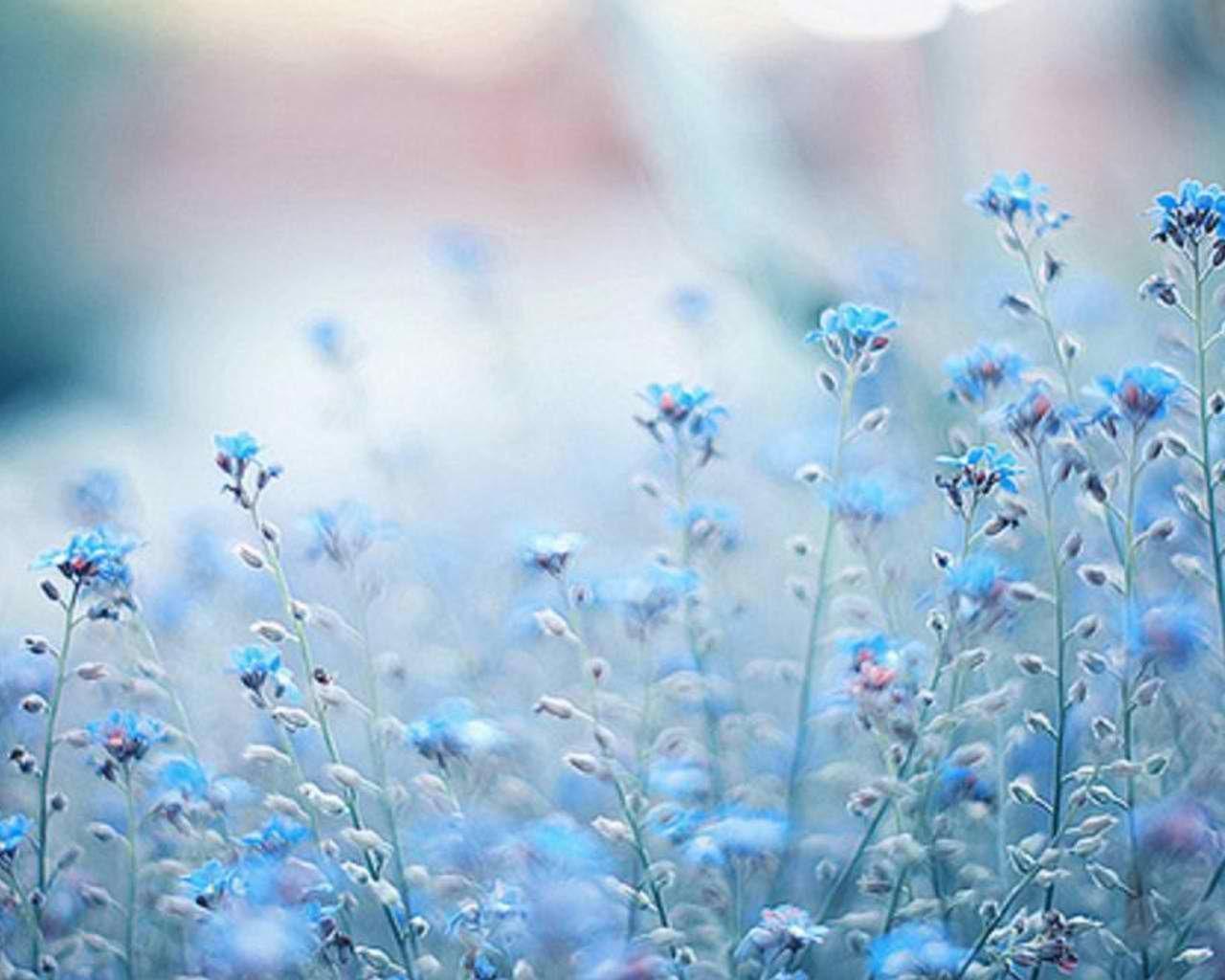 Light Blue Wallpaper Flowers : Light Blue Flower Wallpapers Top Free