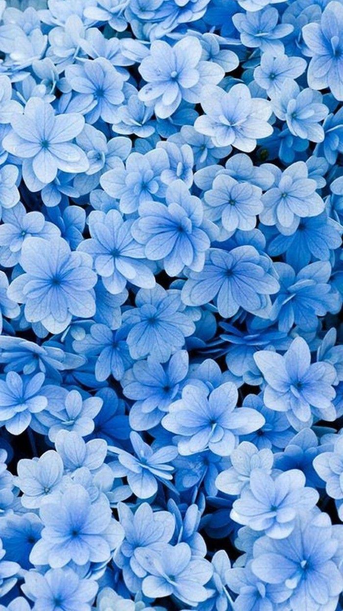 Blue Flowers Phone Wallpapers - Top Free Blue Flowers Phone Backgrounds ...