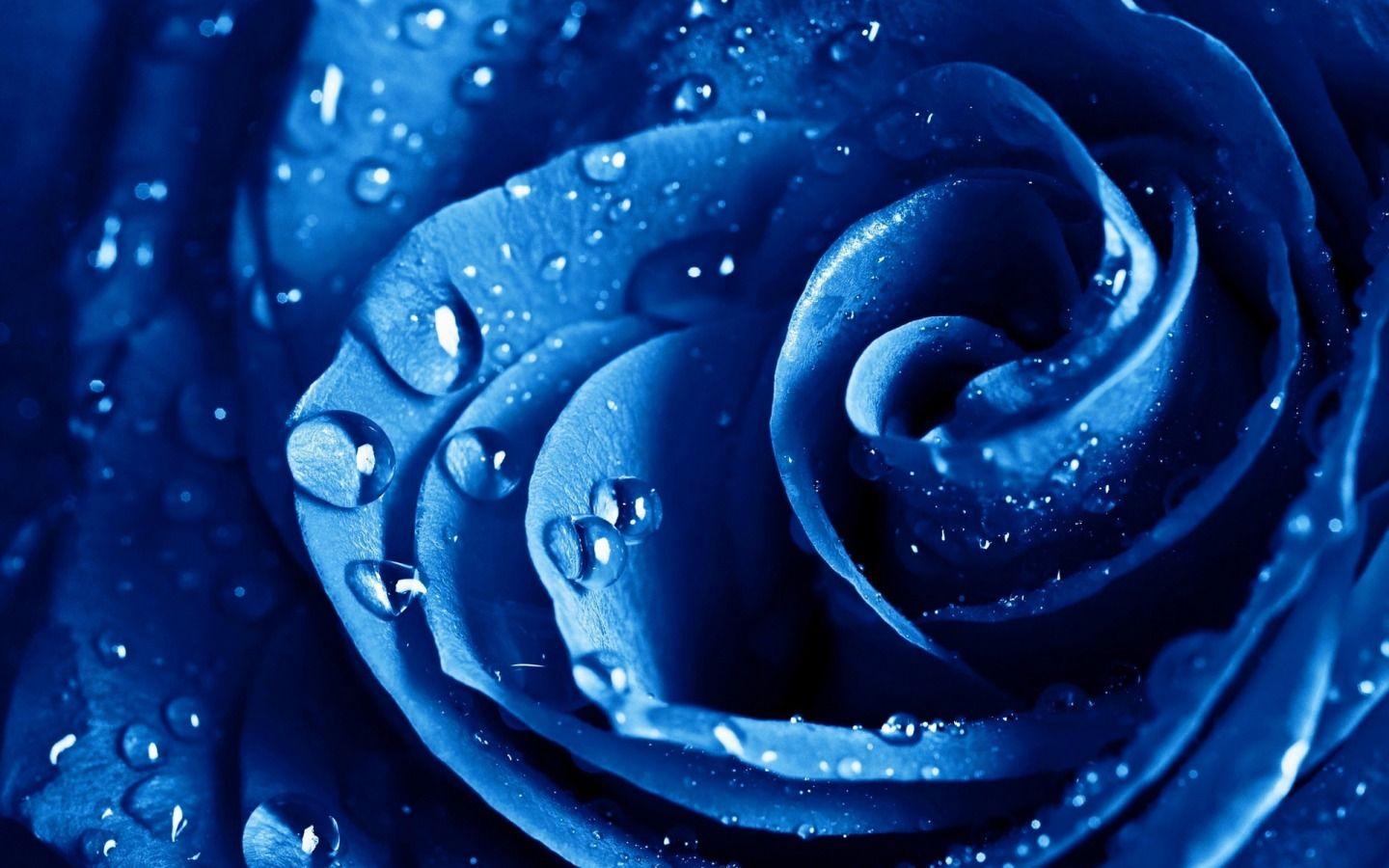 1440x900 Hoa hồng xanh