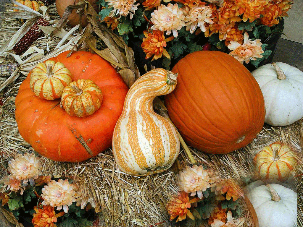 1024x768 Thanksgiving Desktop Wallpaper