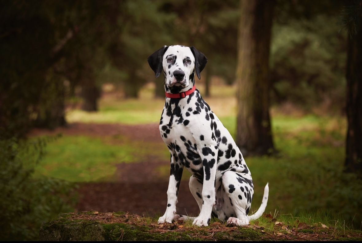 1179x792 Pongo Paws UK