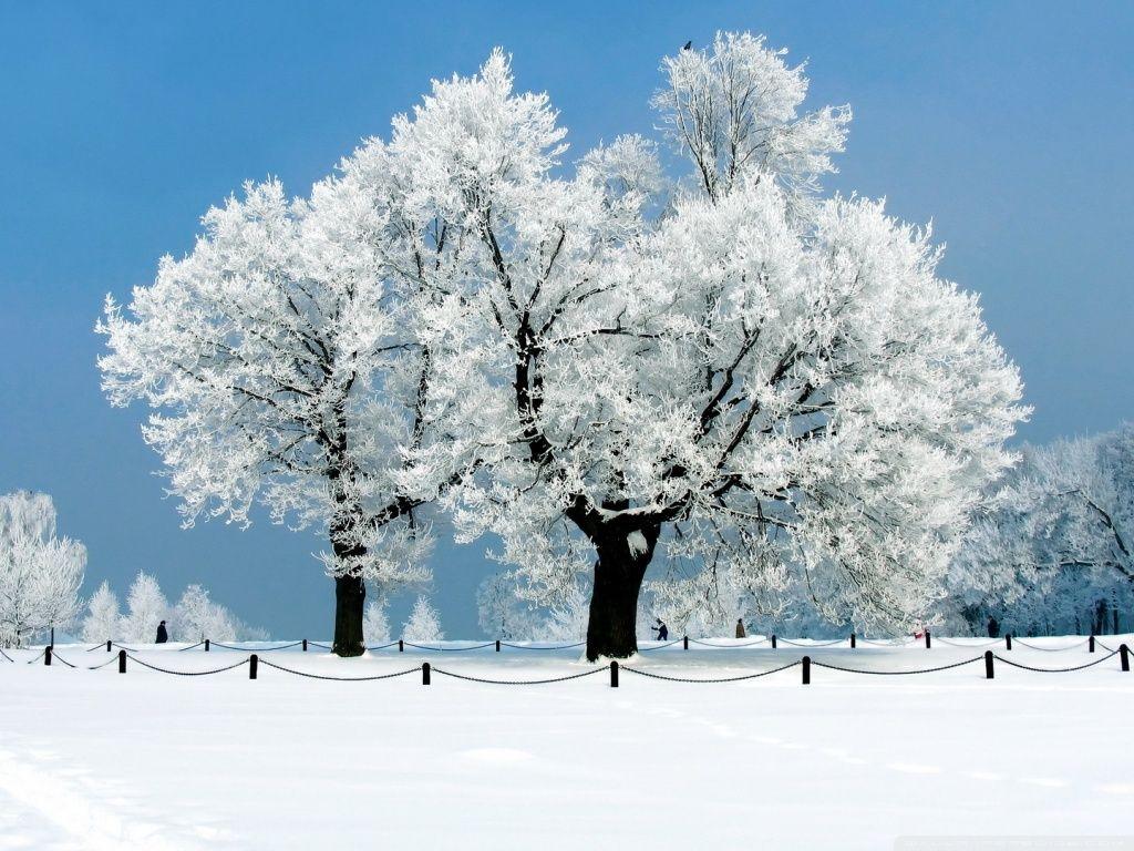 1024x768 White Tree ❤ 4K HD Desktop Wallpaper for 4K Ultra HD TV
