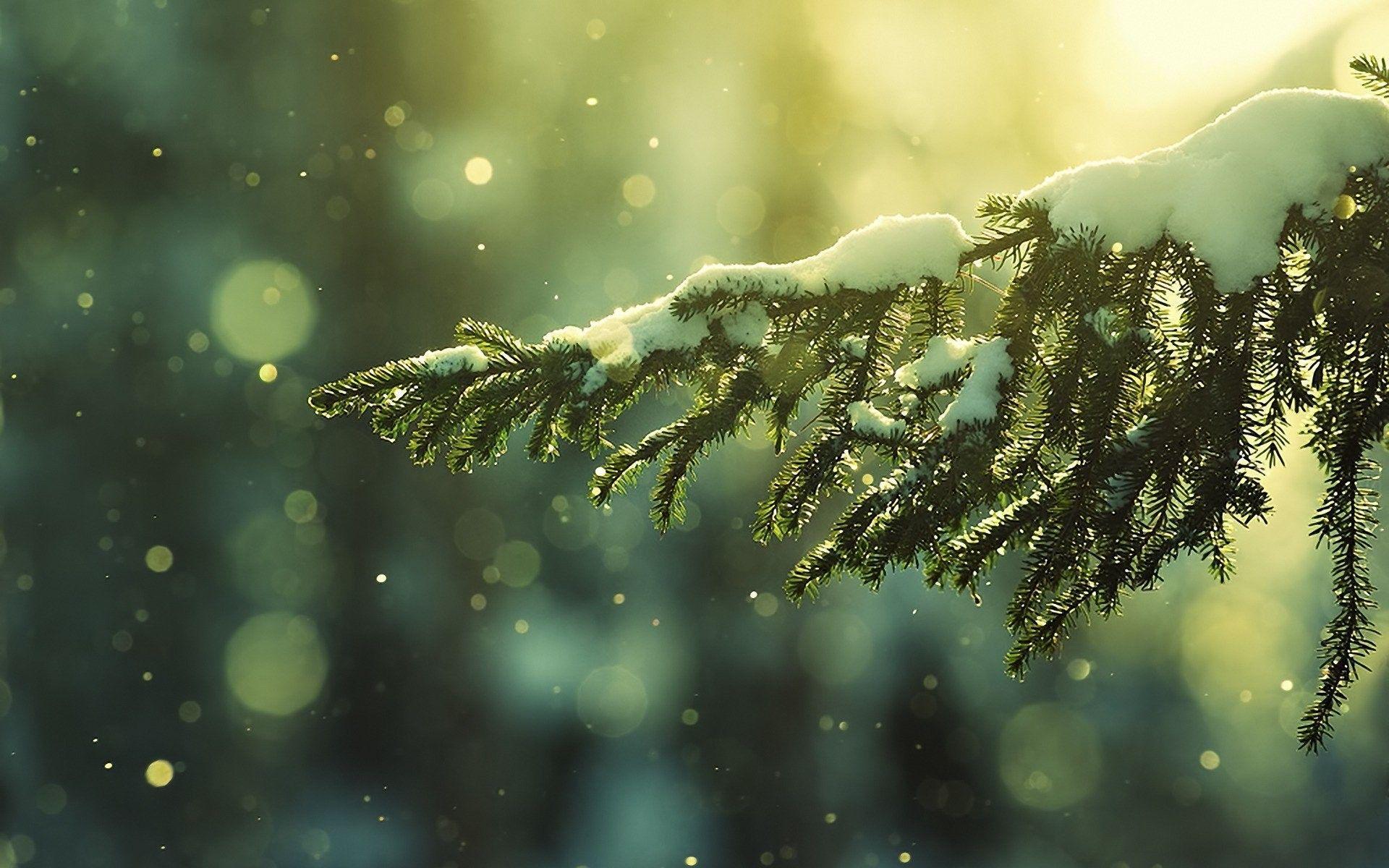 1920x1200 Snow, Winter, Trees, Mobile Phone, Fresh Air, Landscape, Ultra HD