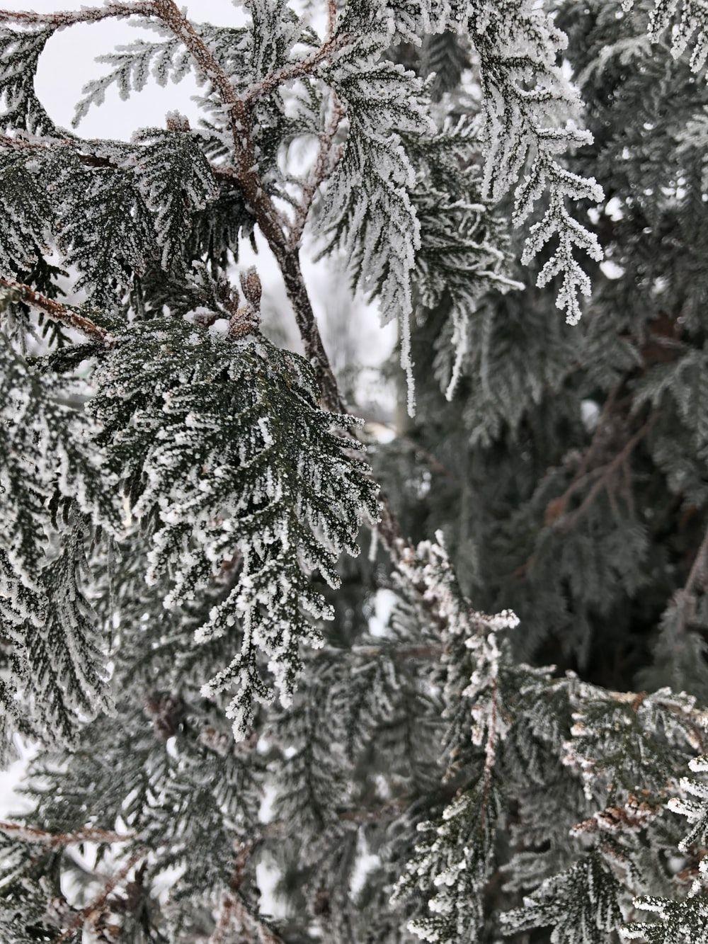 1000x1333 Winter Tree Picture. Download Free Image