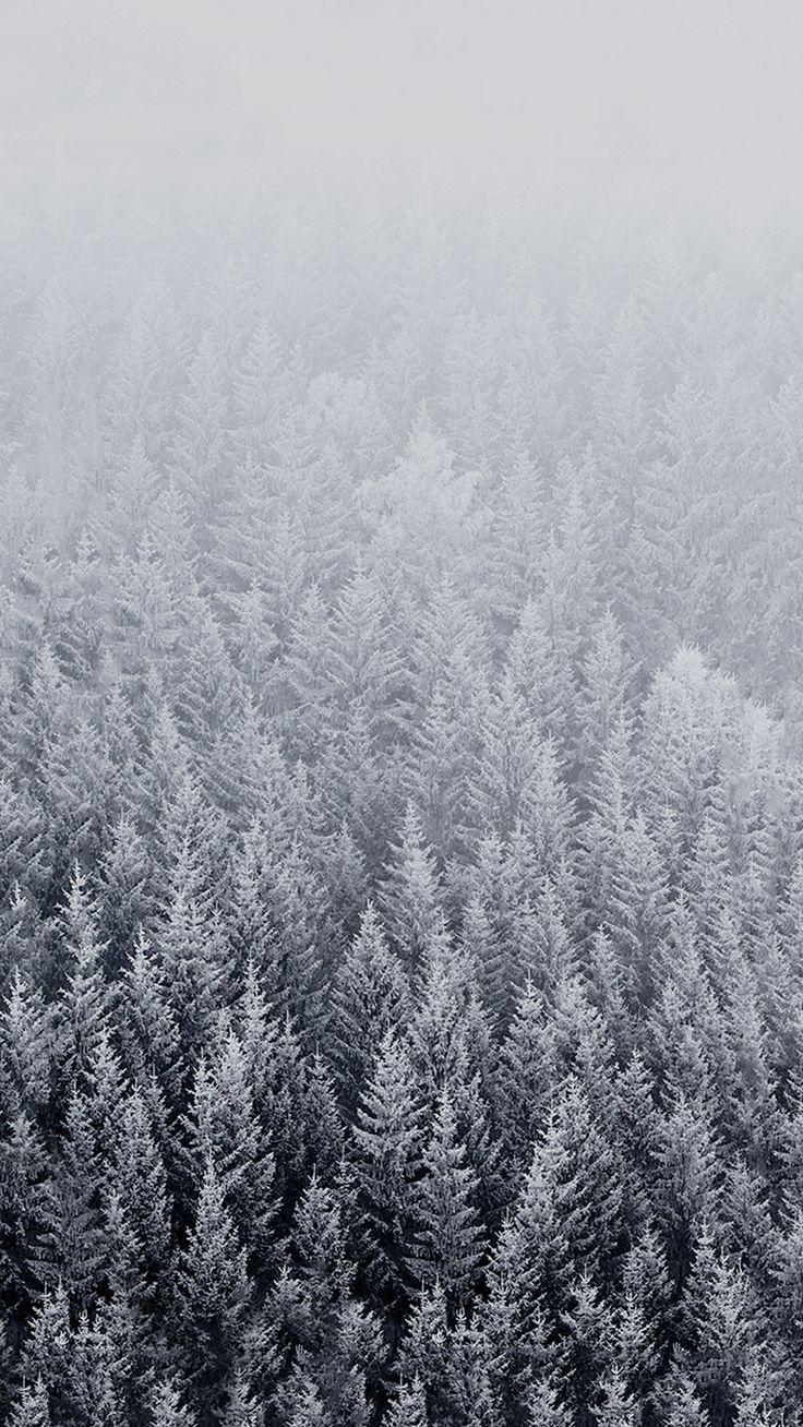 736x1308 Winter Trees Background (image in Collection)