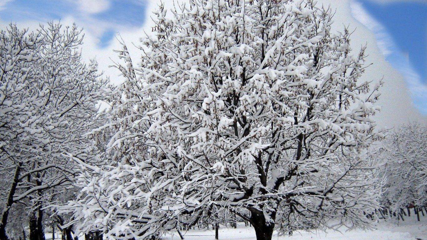 1366x768 Winter Trees Wallpaper and Background Imagex768