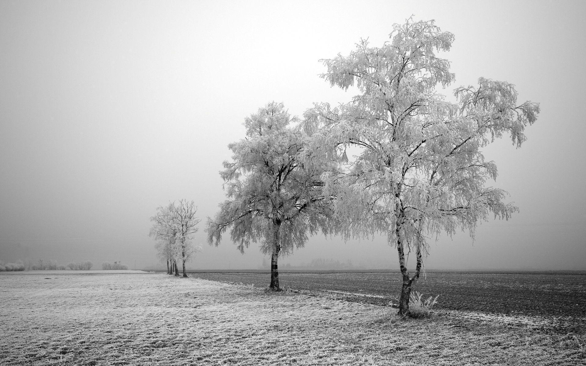 1920x1200 Winter Tree Wallpaper