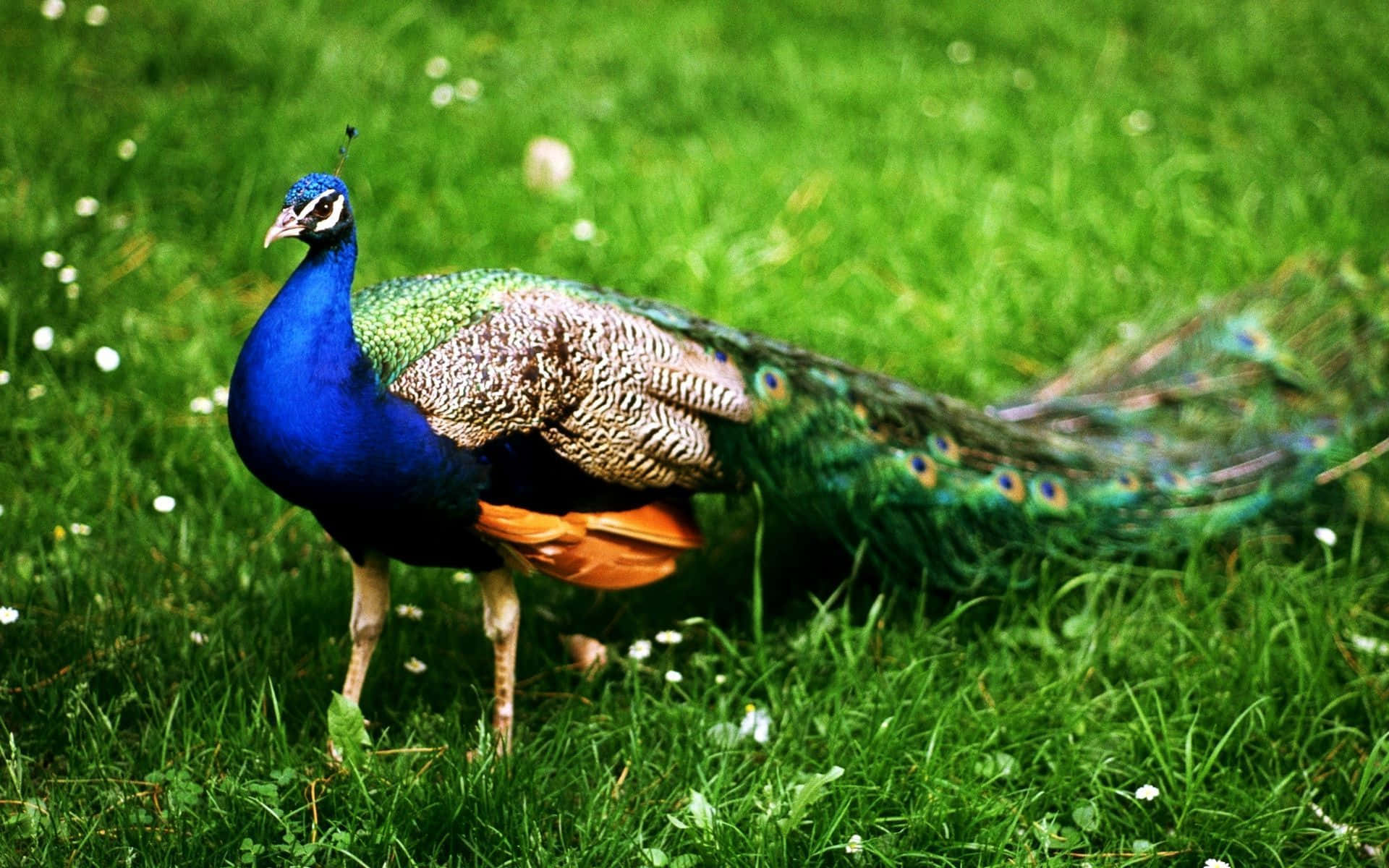1920x1200 Most Beautiful Animals Wallpaper