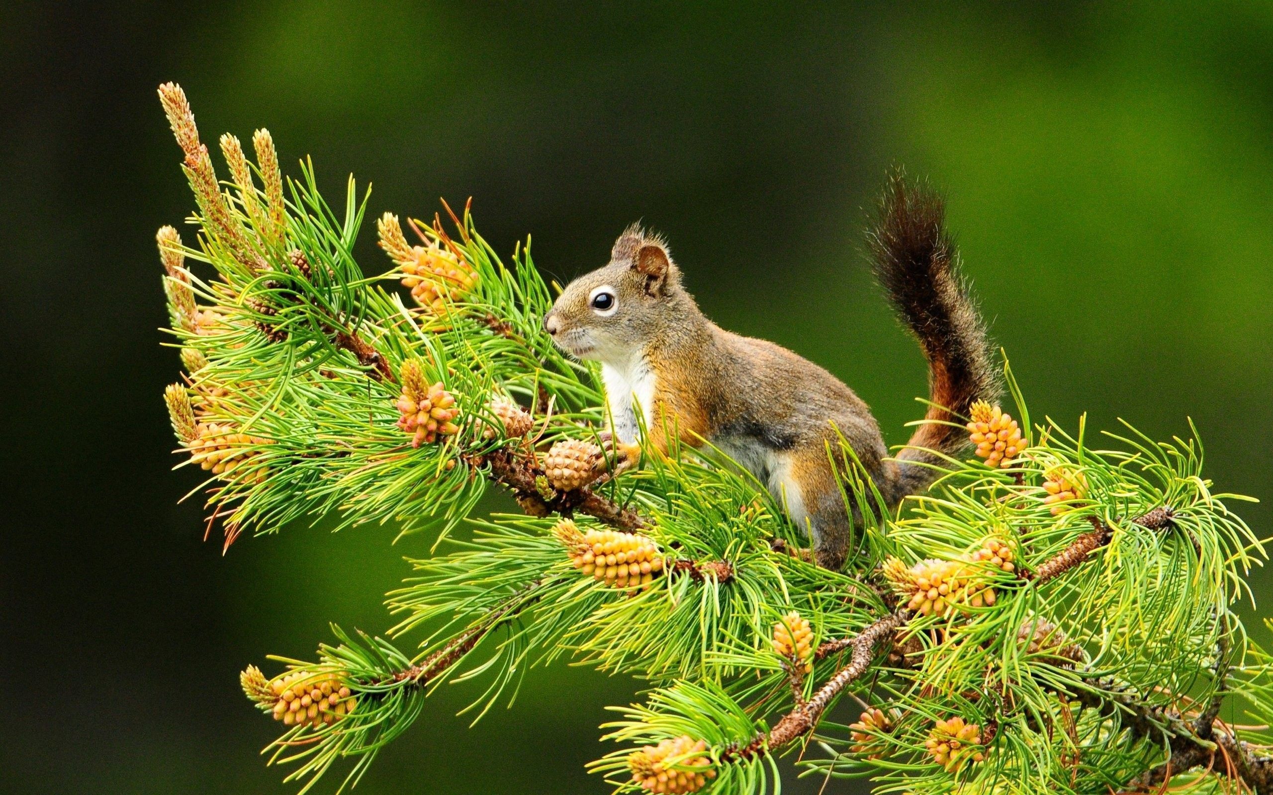 2560x1600 Animals In Nature Wallpaper