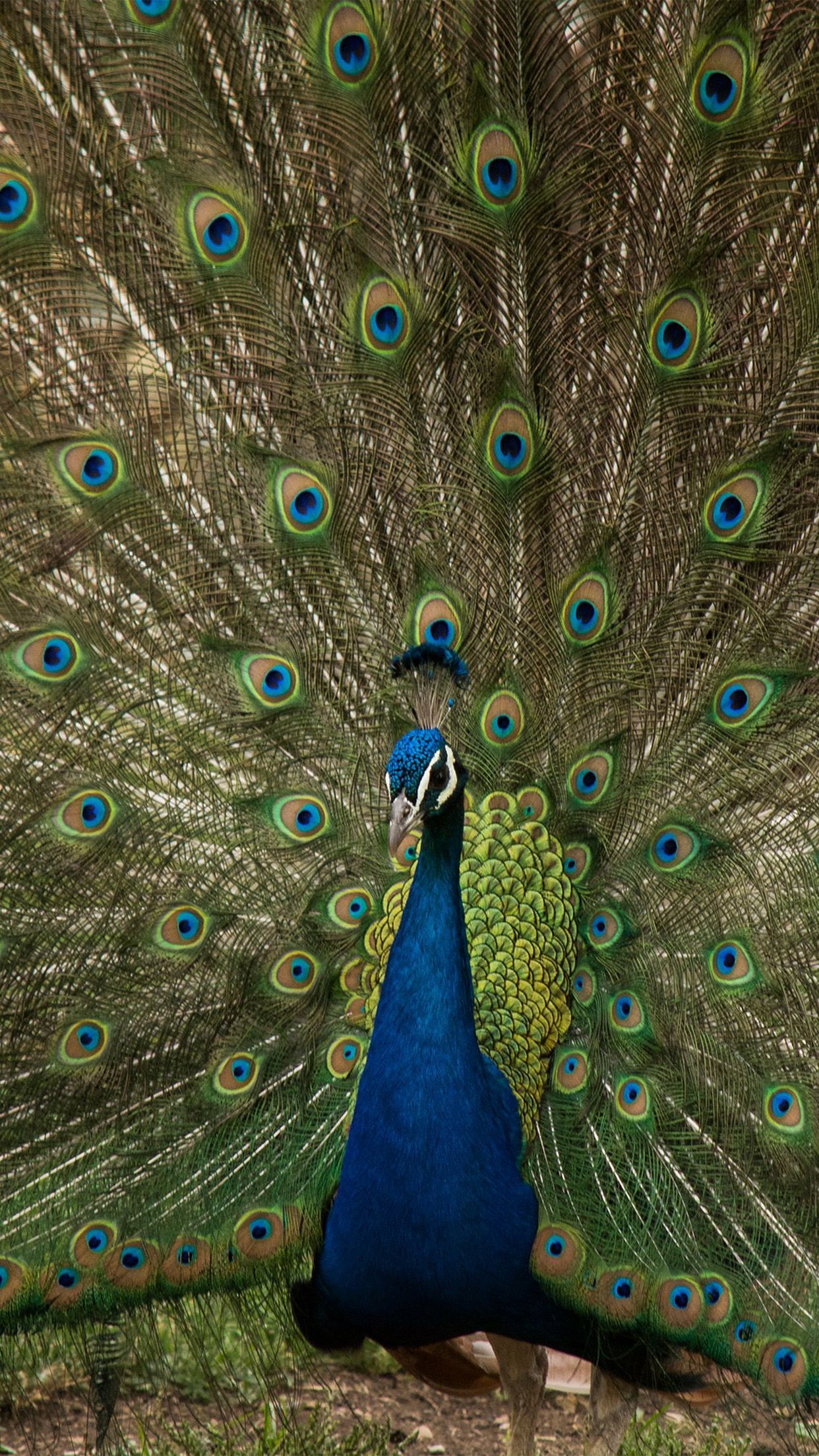 1242x2208 Peacock Animal Beautiful Nature Wallpaper