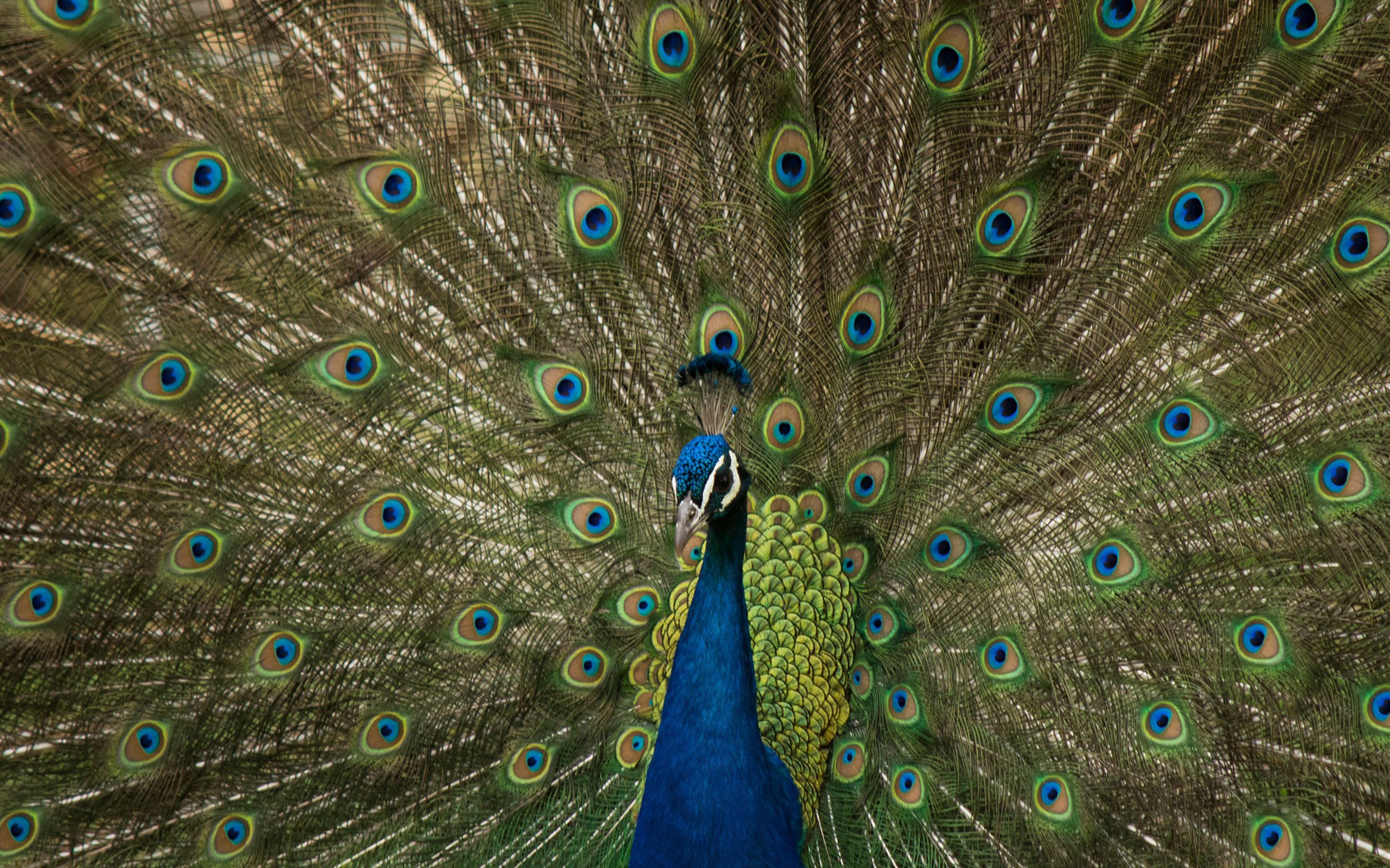 3840x2400 wallpaper for desktop, laptop. peacock animal beautiful nature