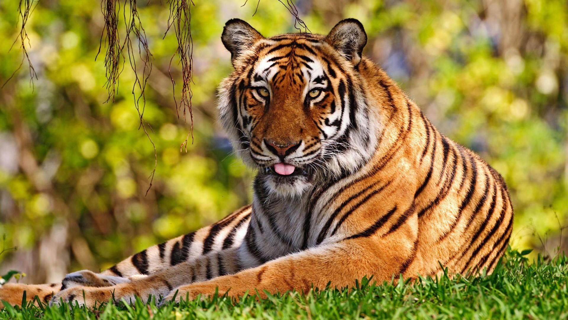 1920x1080 Animals In Nature Wallpaper