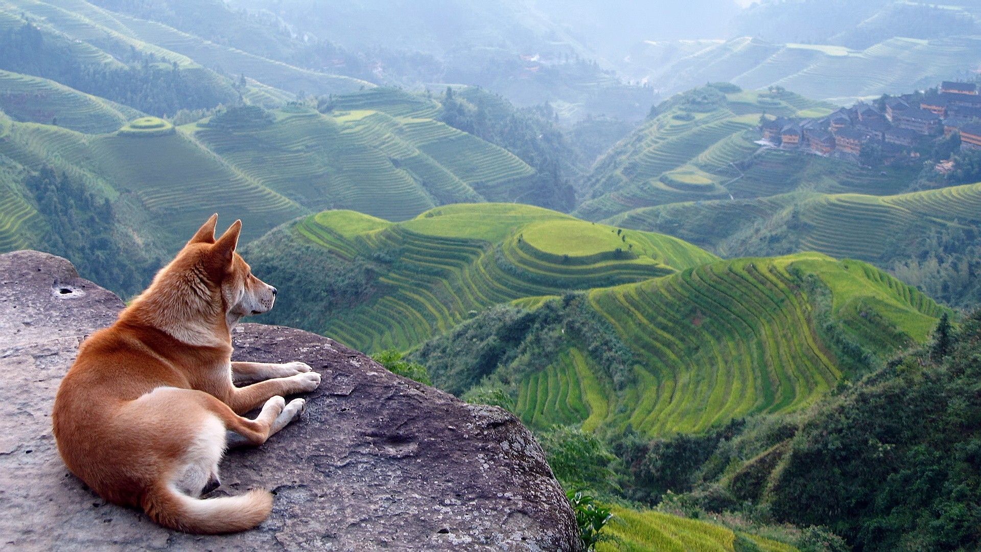 1920x1080 Animals In Nature Wallpaper