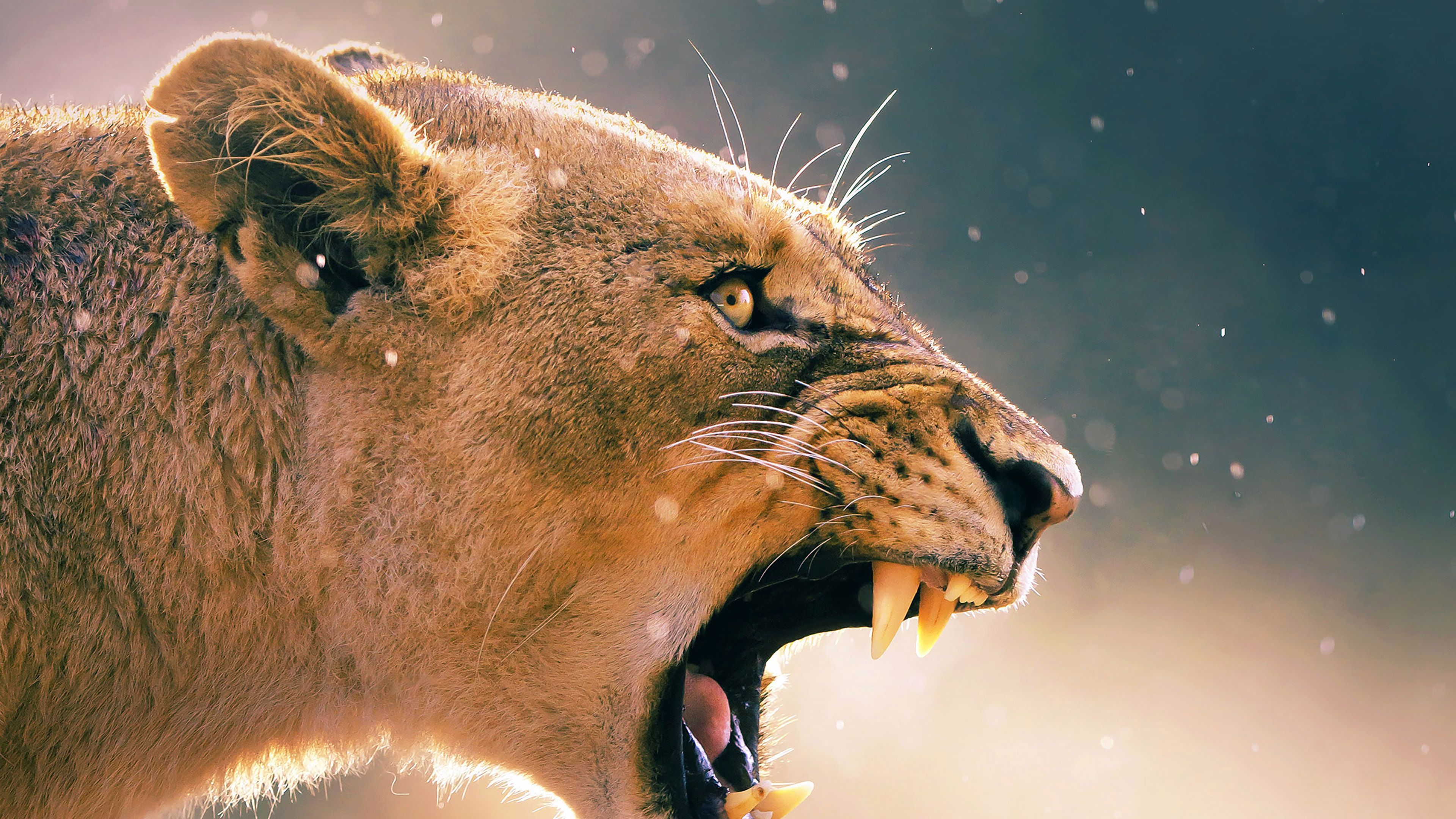 3840x2160 wallpaper for desktop, laptop. angry lion one animal nature
