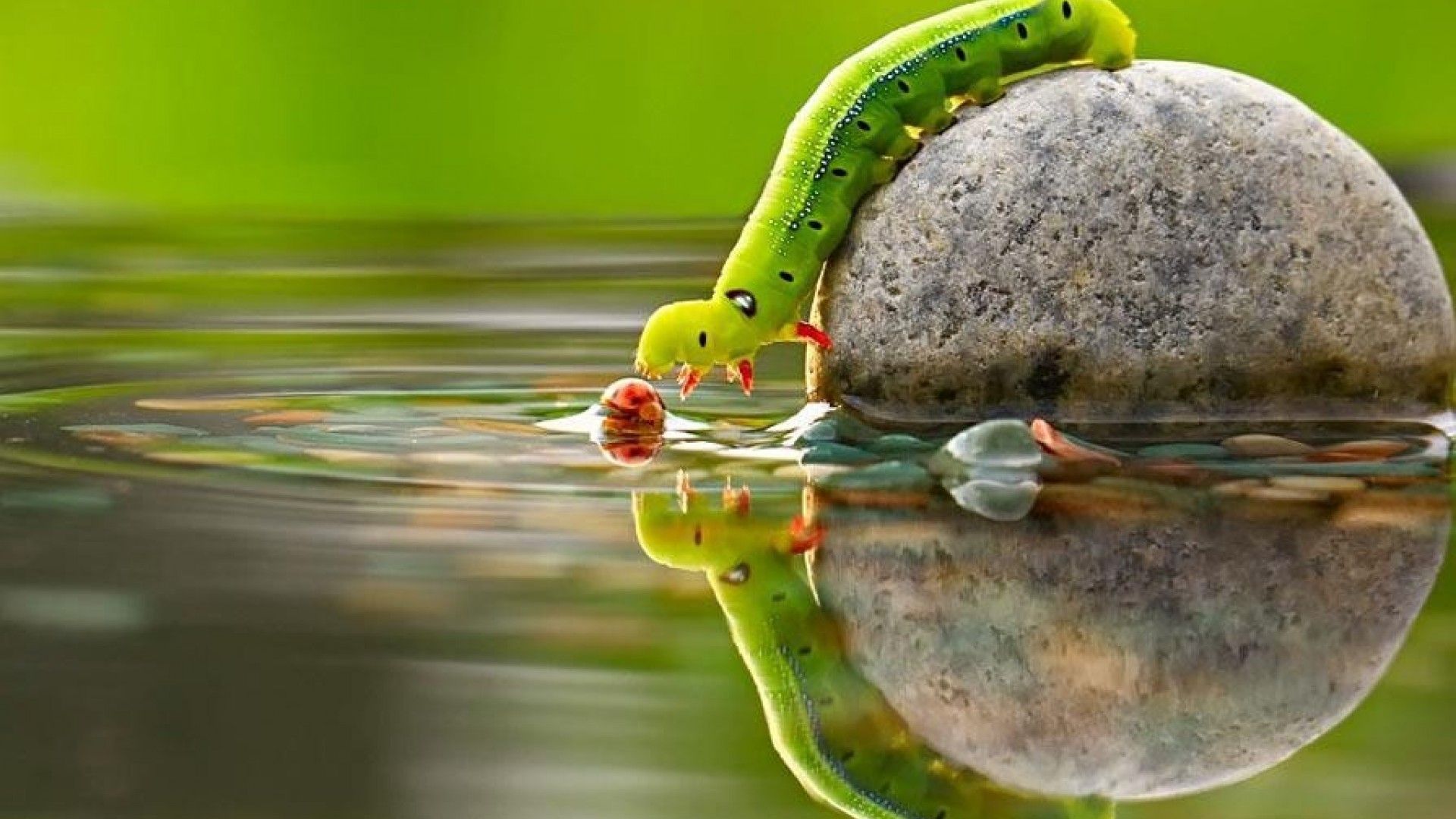 1920x1080 Animals In Nature Wallpaper